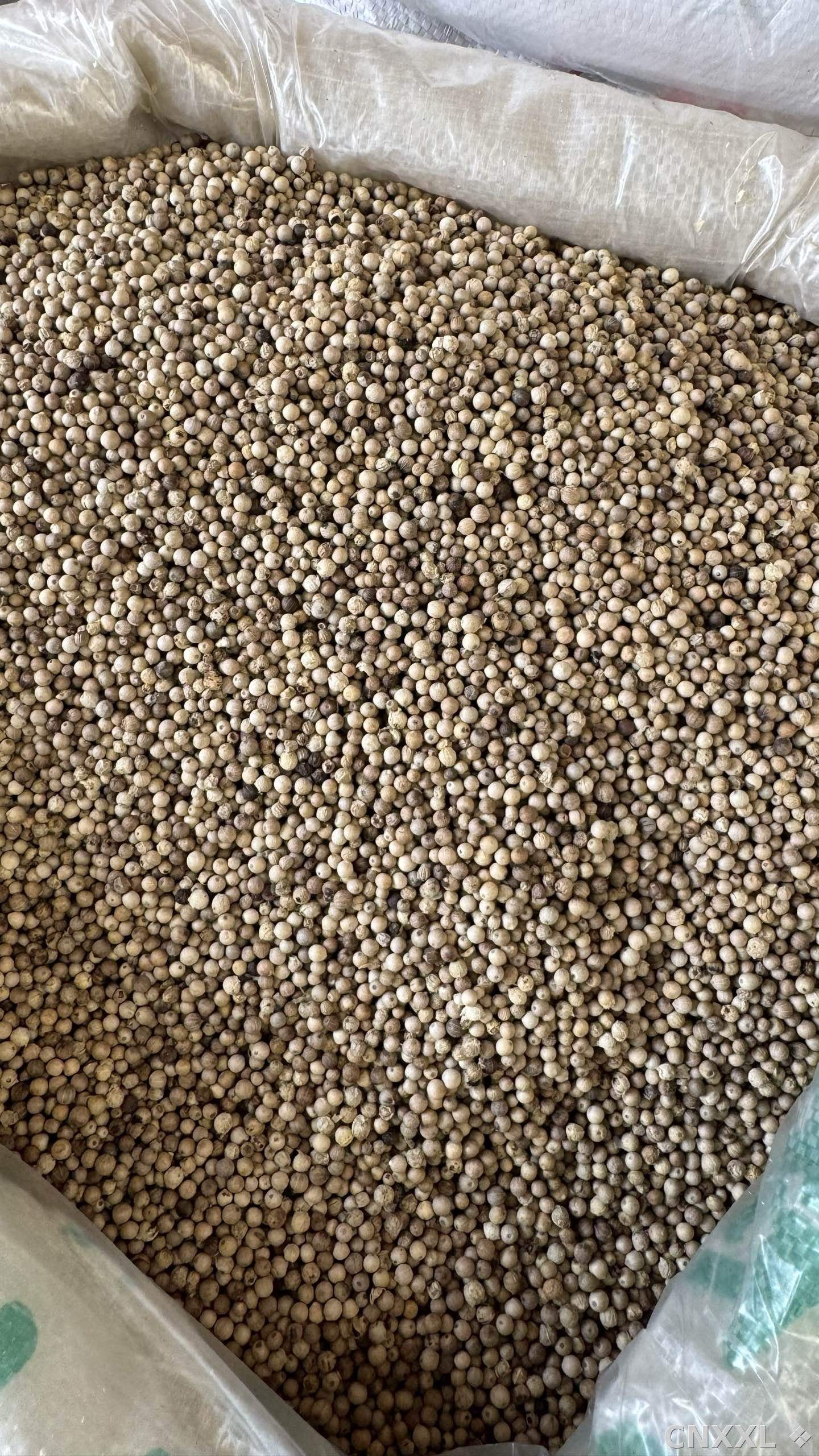spice_4689462_52813449_3.jpg