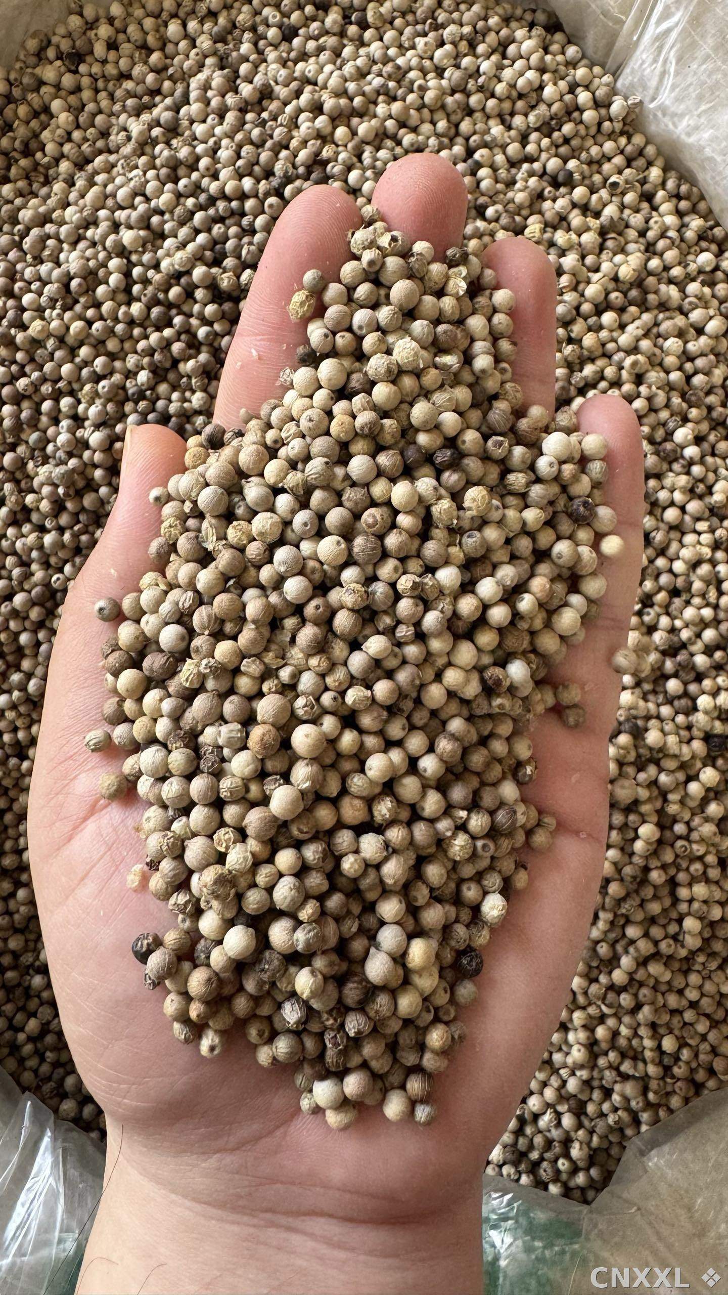 spice_4689462_c49394fd_2.jpg