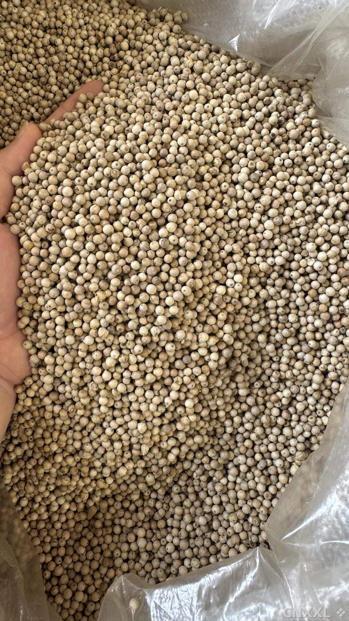 spice_4689463_1b1507ba_3.jpg