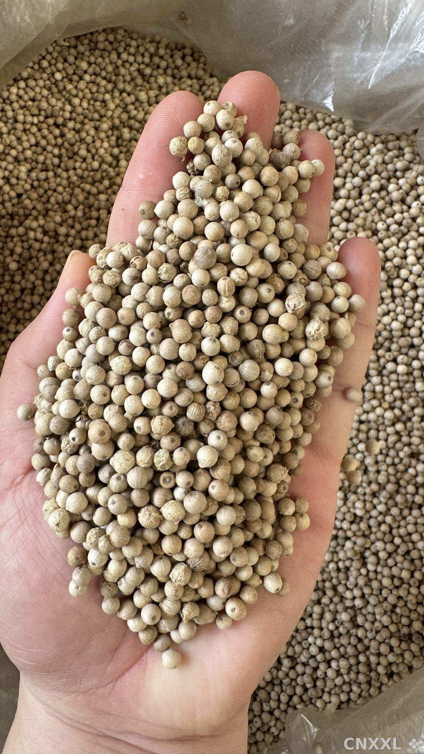 spice_4689463_56bcba1e_1.jpg