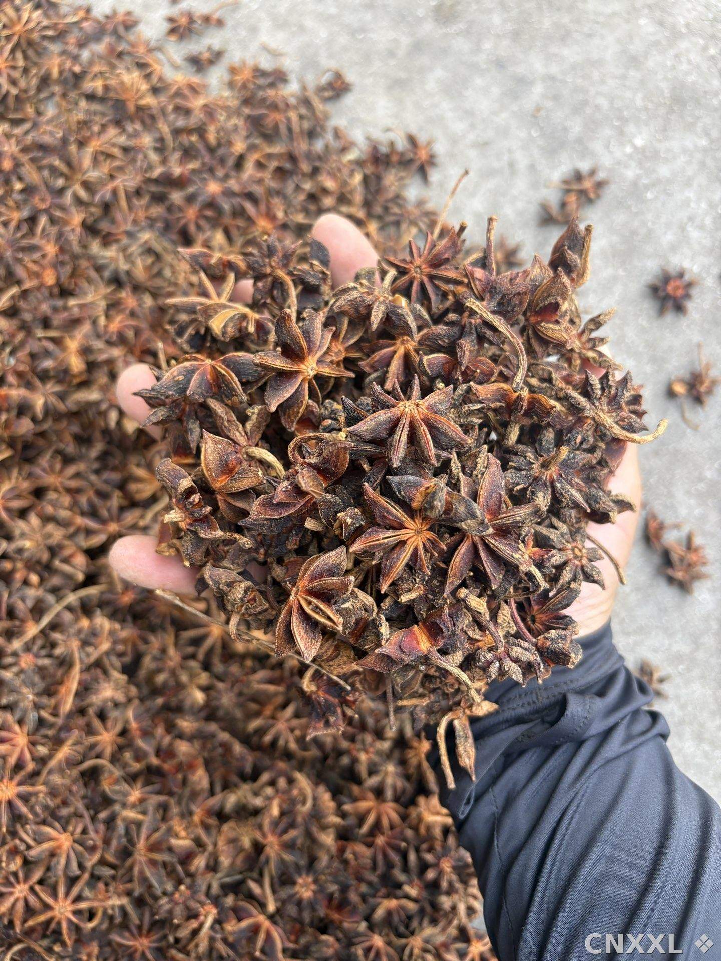 spice_4776478_f6339d04_1.jpg