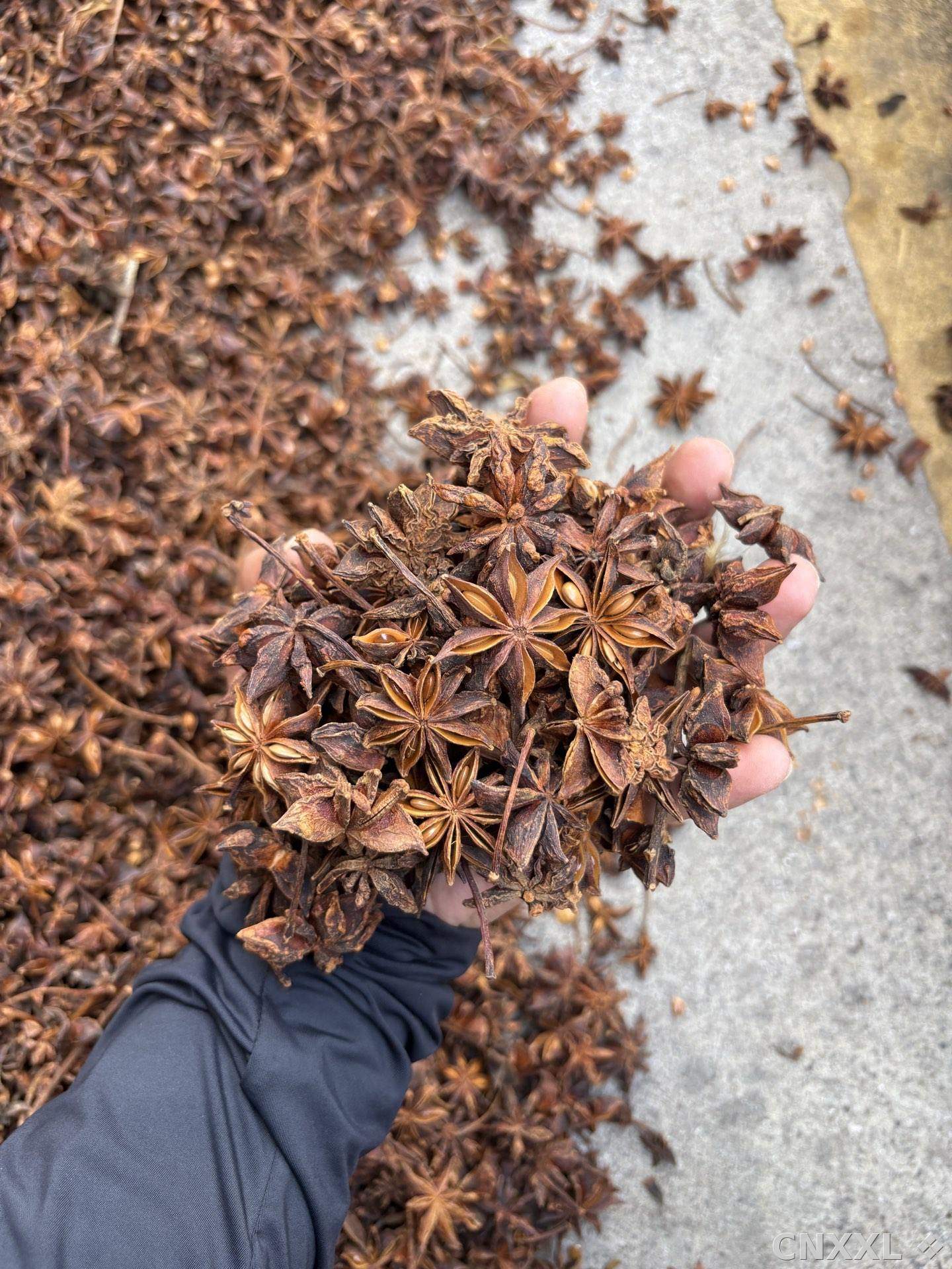 spice_4781575_2e3c5b62_1.jpg