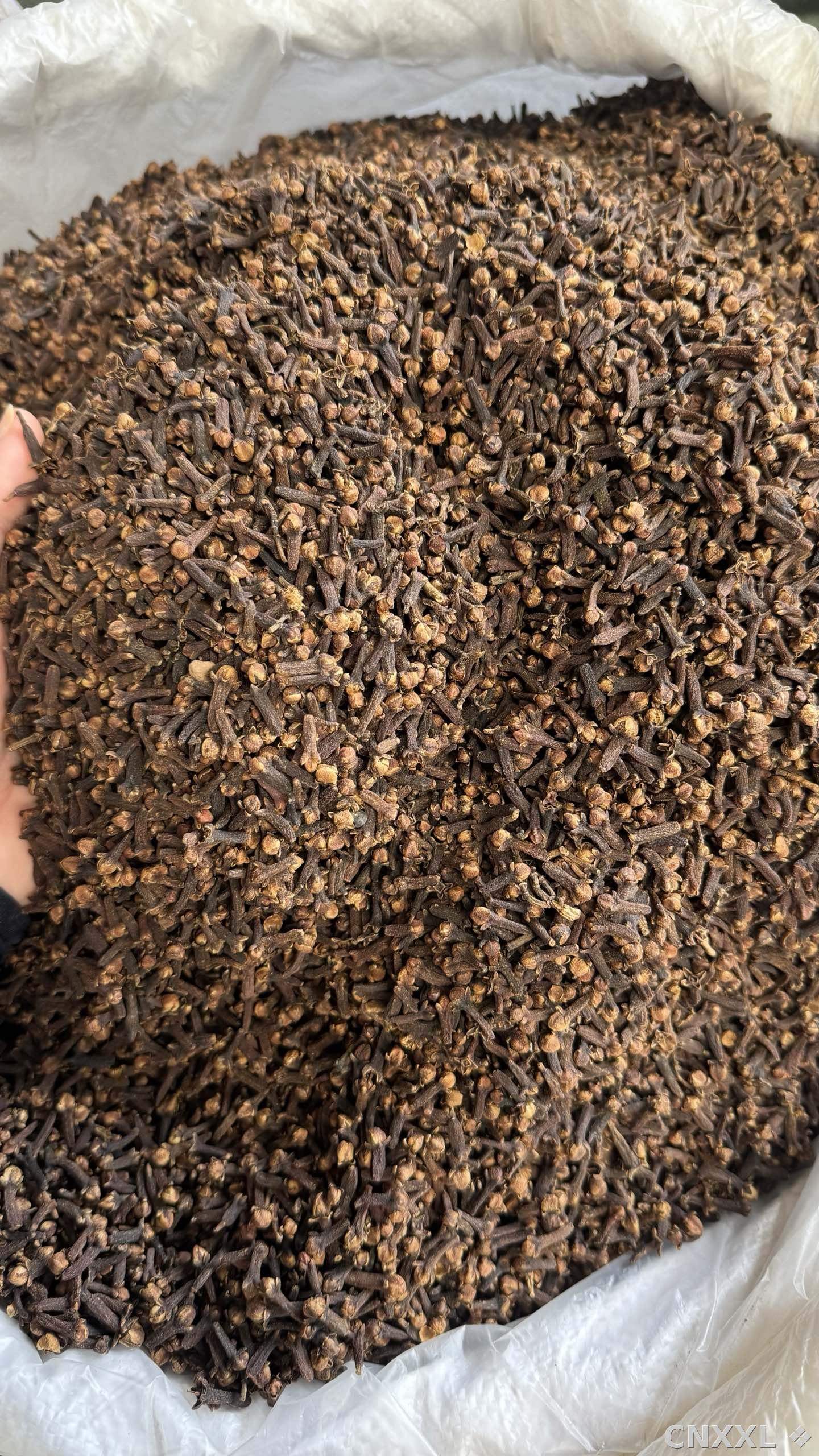 spice_4786697_a65629c2_3.jpg
