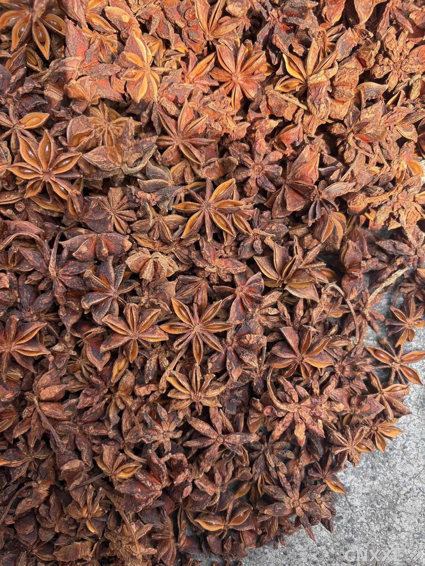 spice_4786701_469ac0ff_3.jpg