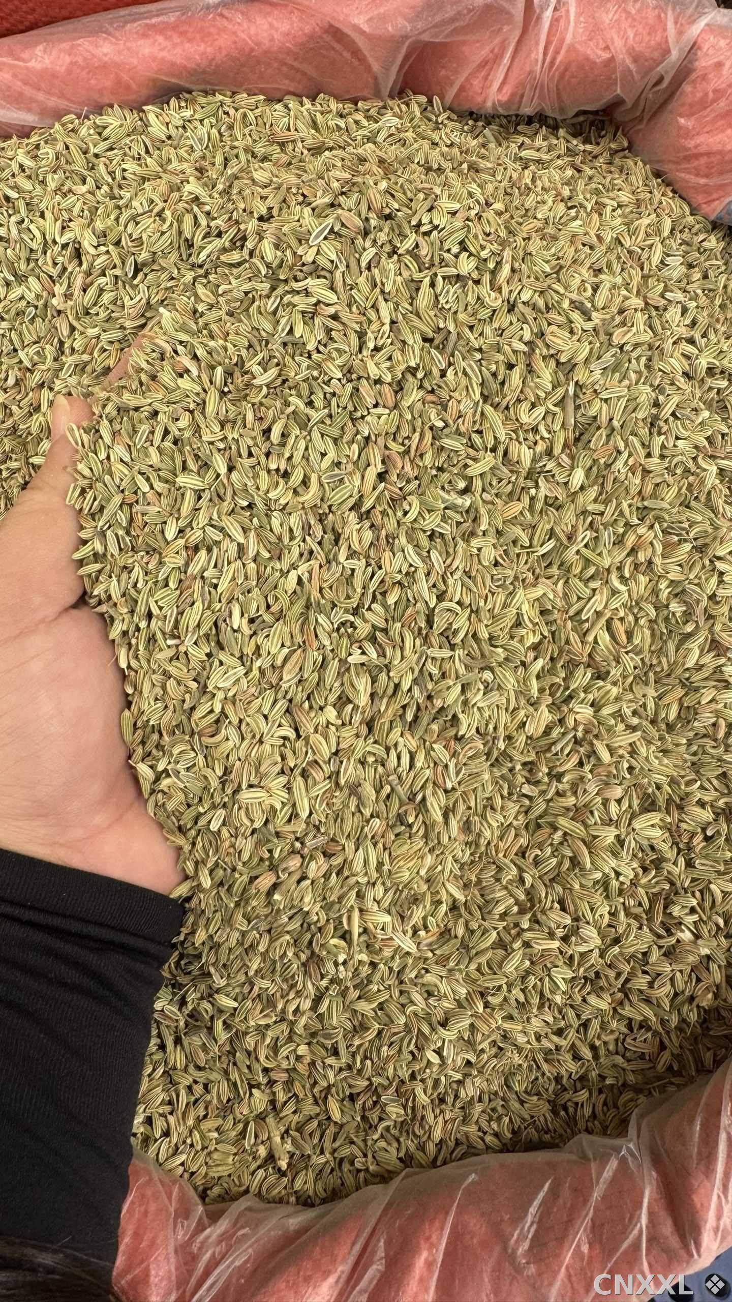 spice_4791822_f7158489_3.jpg