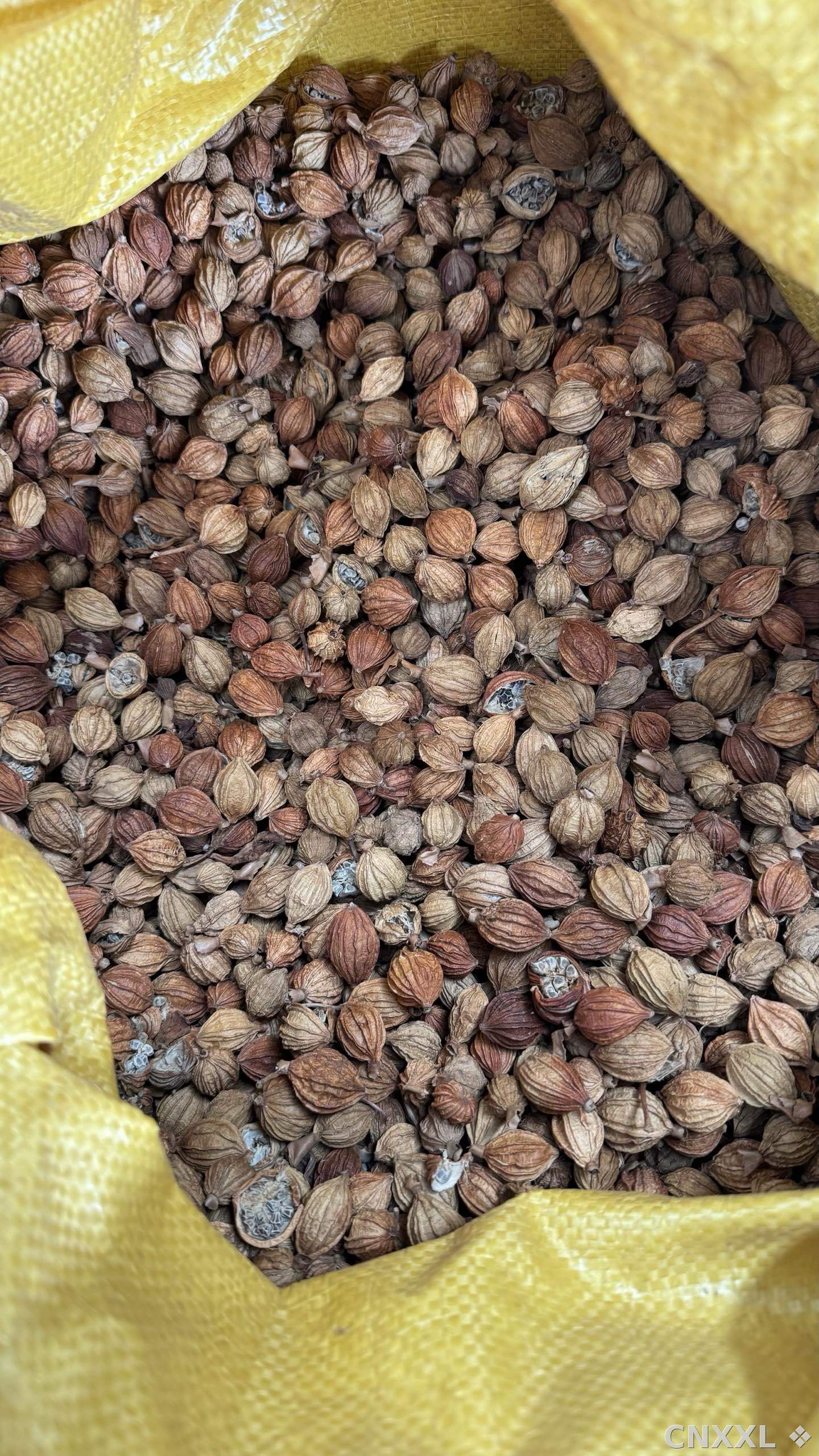 spice_4791828_a035a9d6_3.jpg