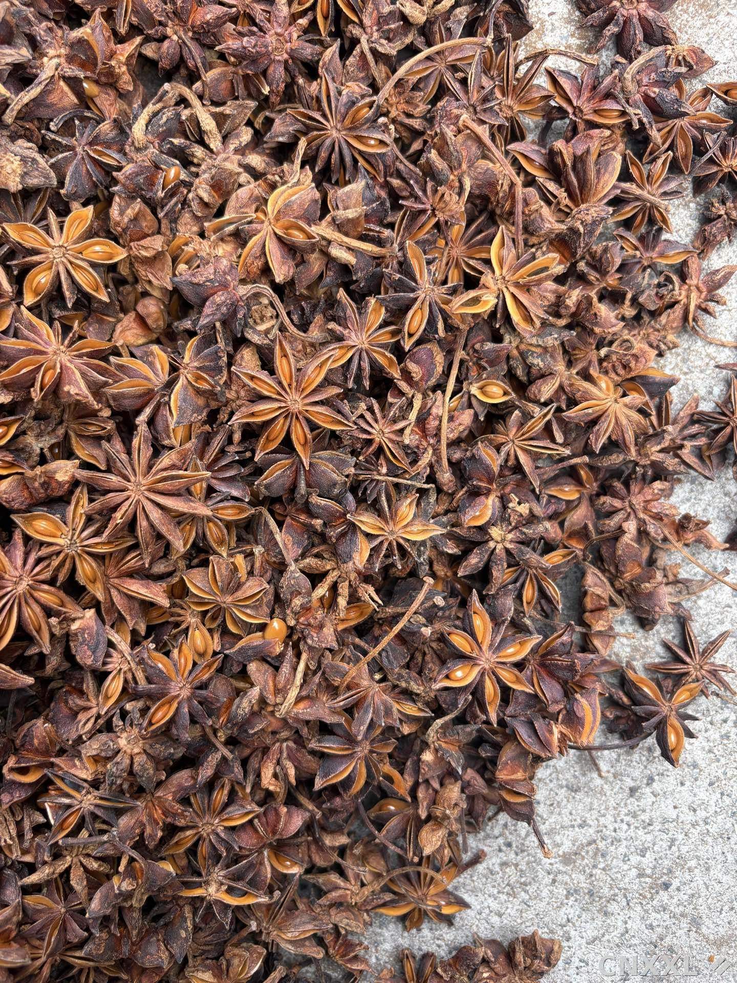 spice_4796951_38ca12a8_3.jpg
