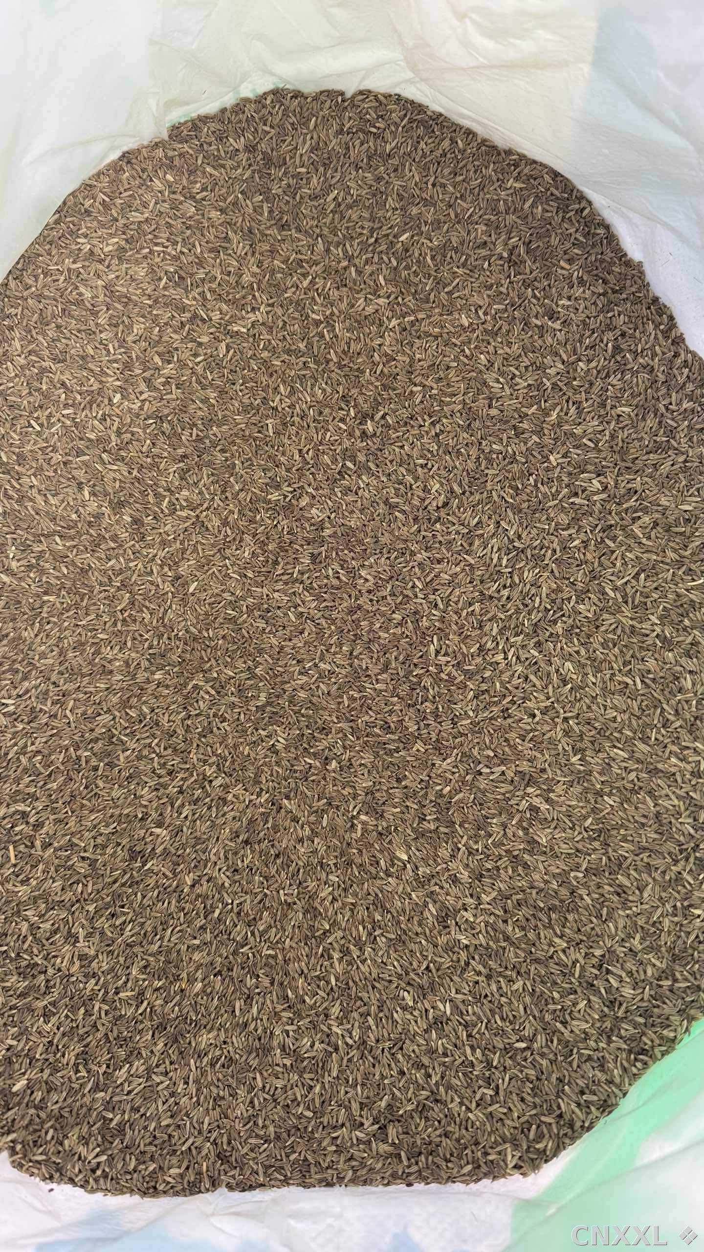 spice_4796954_bb598c67_2.jpg