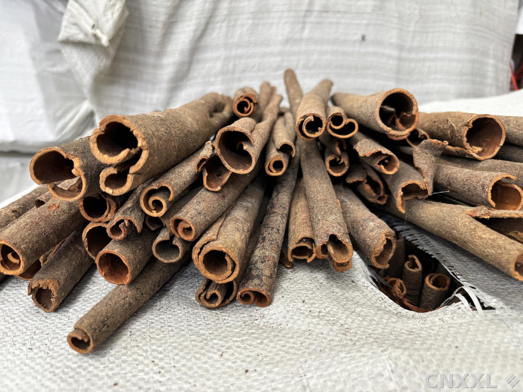 spice_5026486_5b7313dd_3.jpg