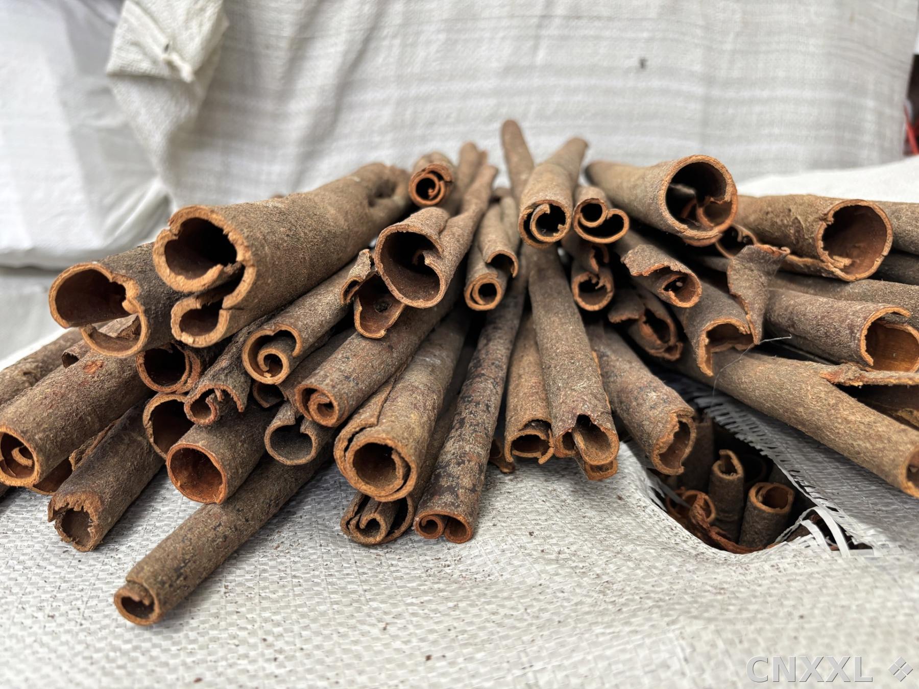 spice_5026486_d2126a18_2.jpg