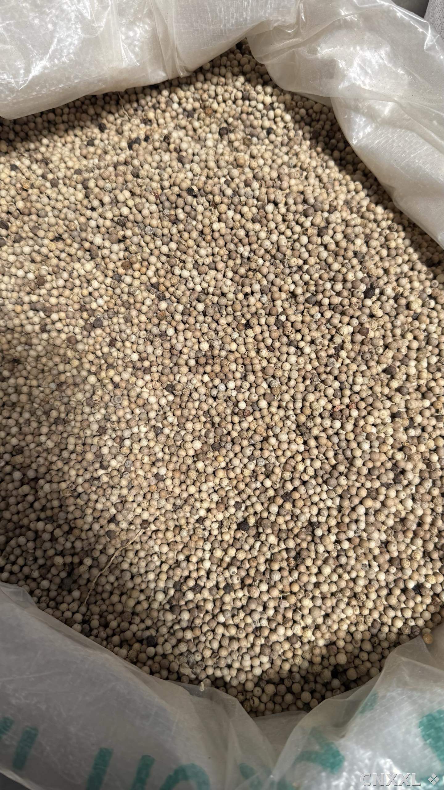 spice_507231_7642362f_3.jpg