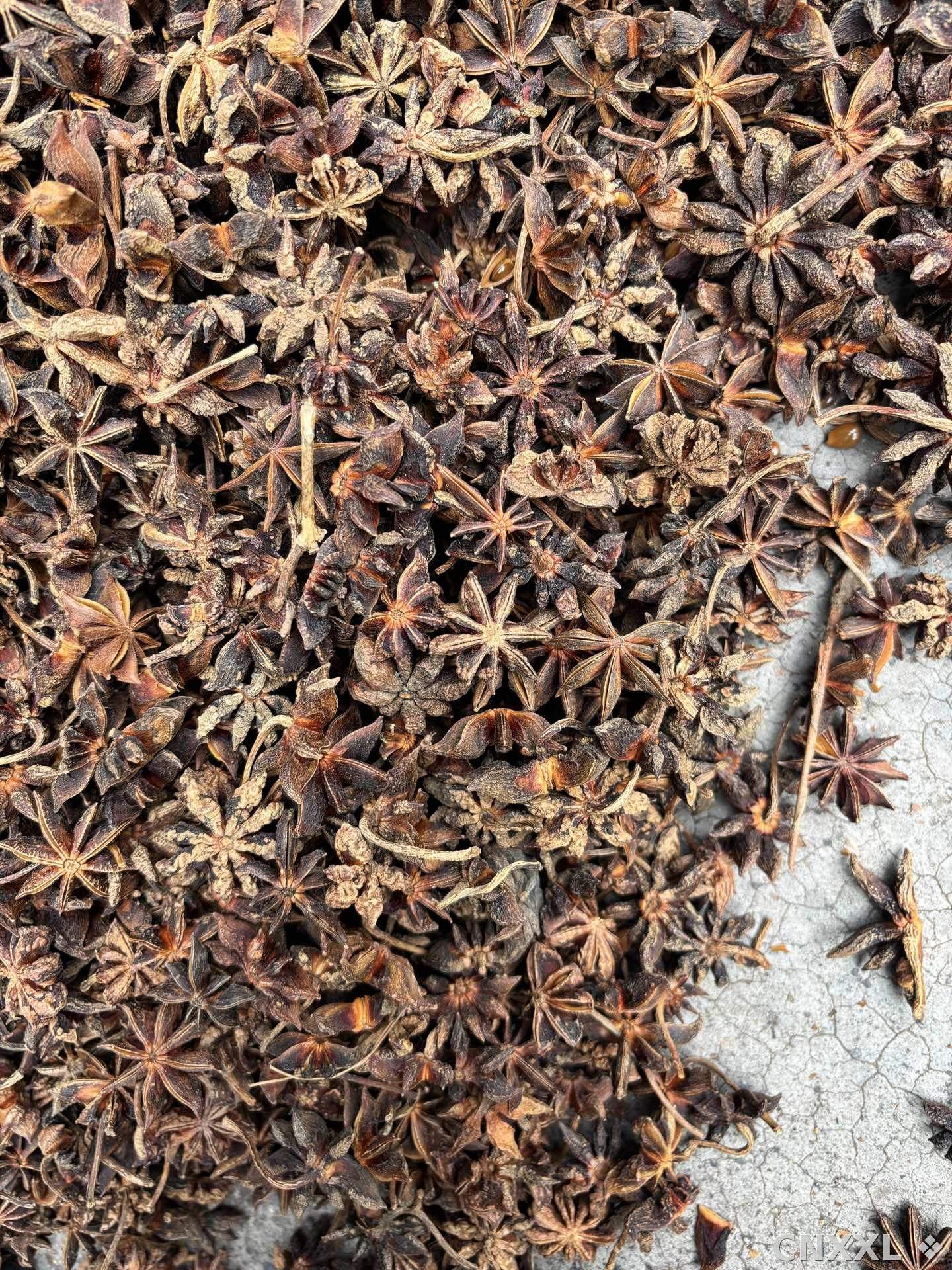 spice_5098428_c674467e_3.jpg