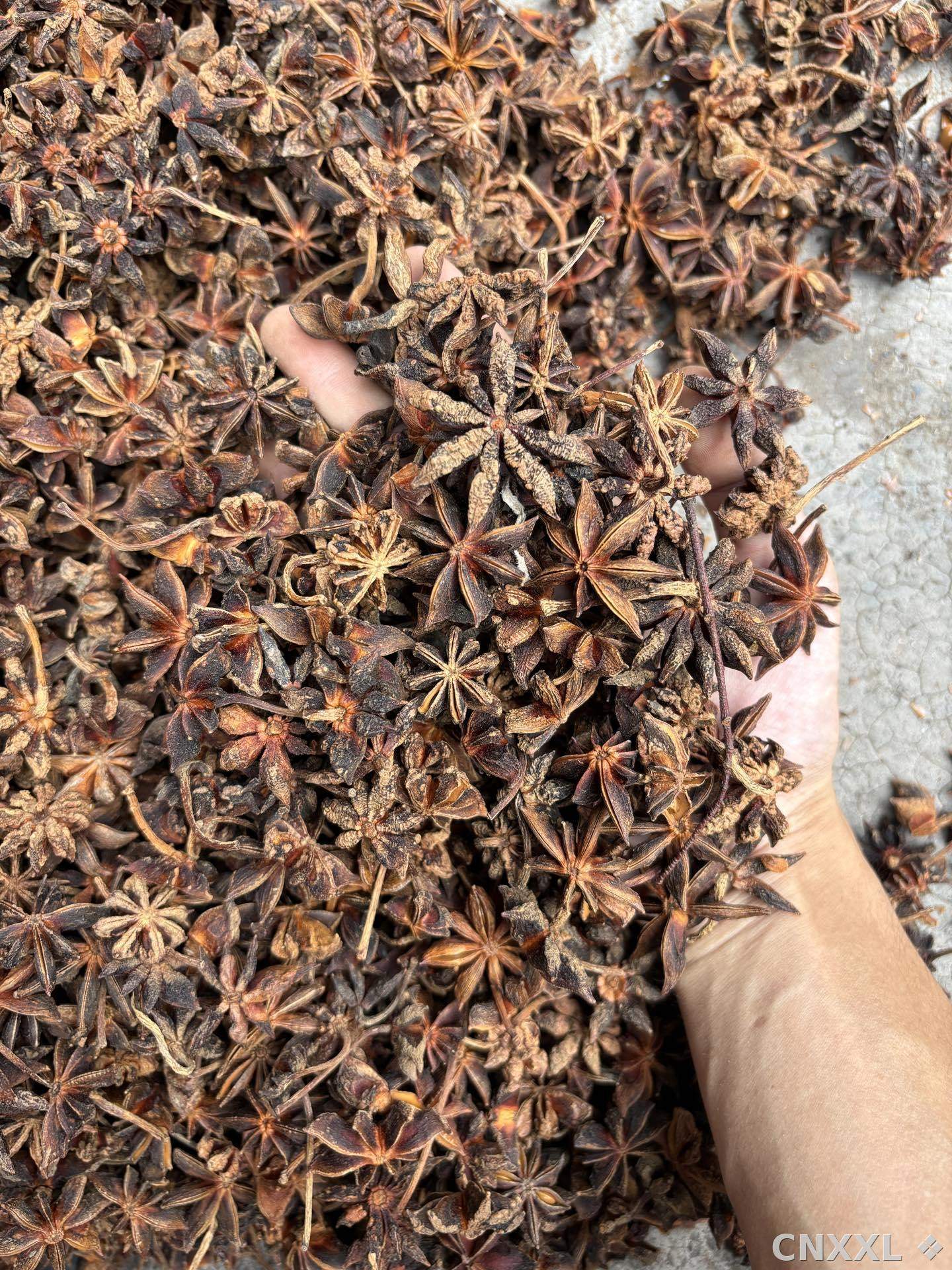 spice_5098428_de2e2737_1.jpg