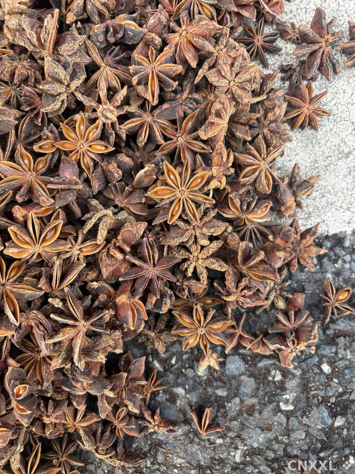 spice_5185628_c32d75d8_3.jpg