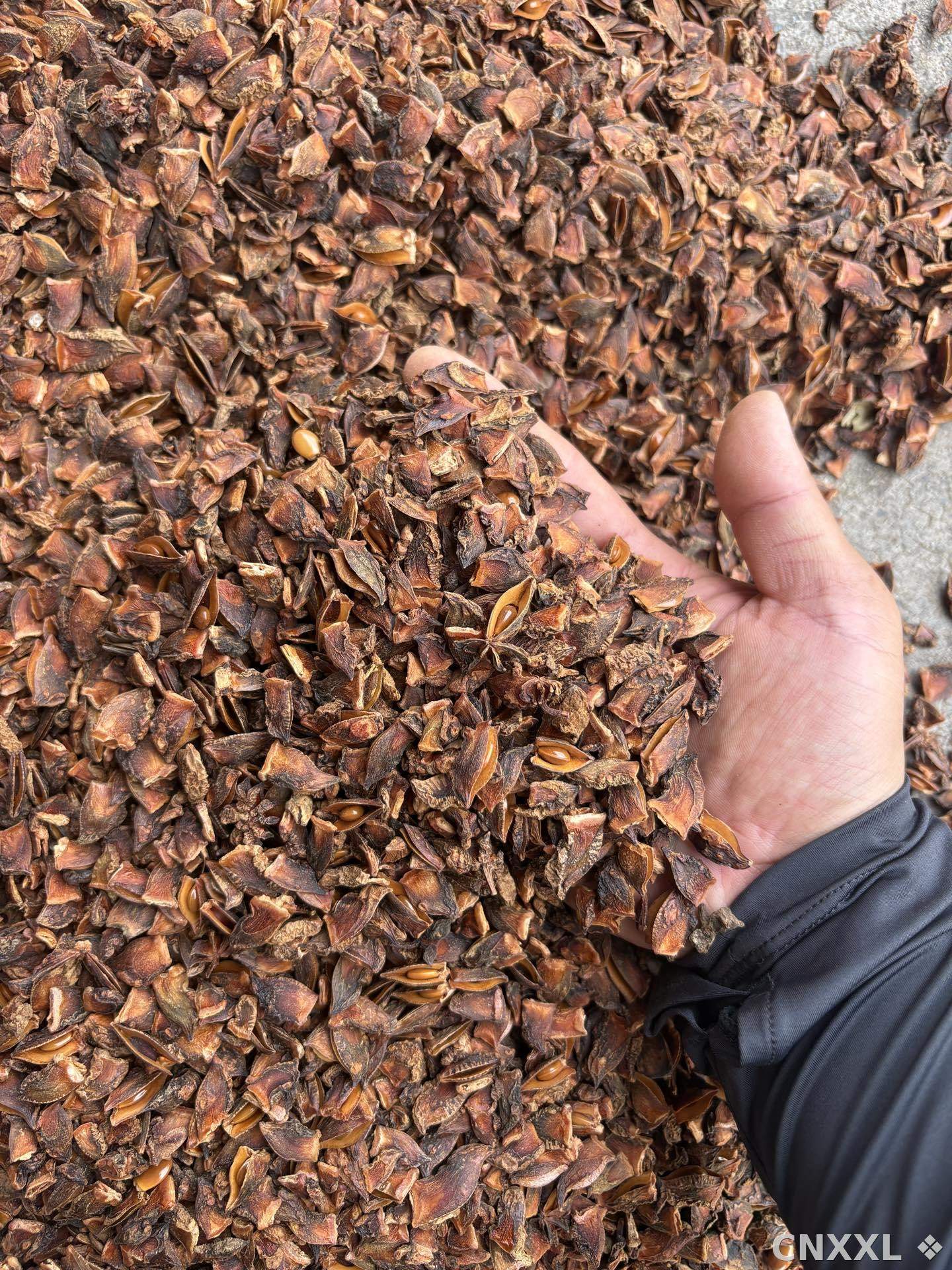 spice_5190775_4e335553_2.jpg