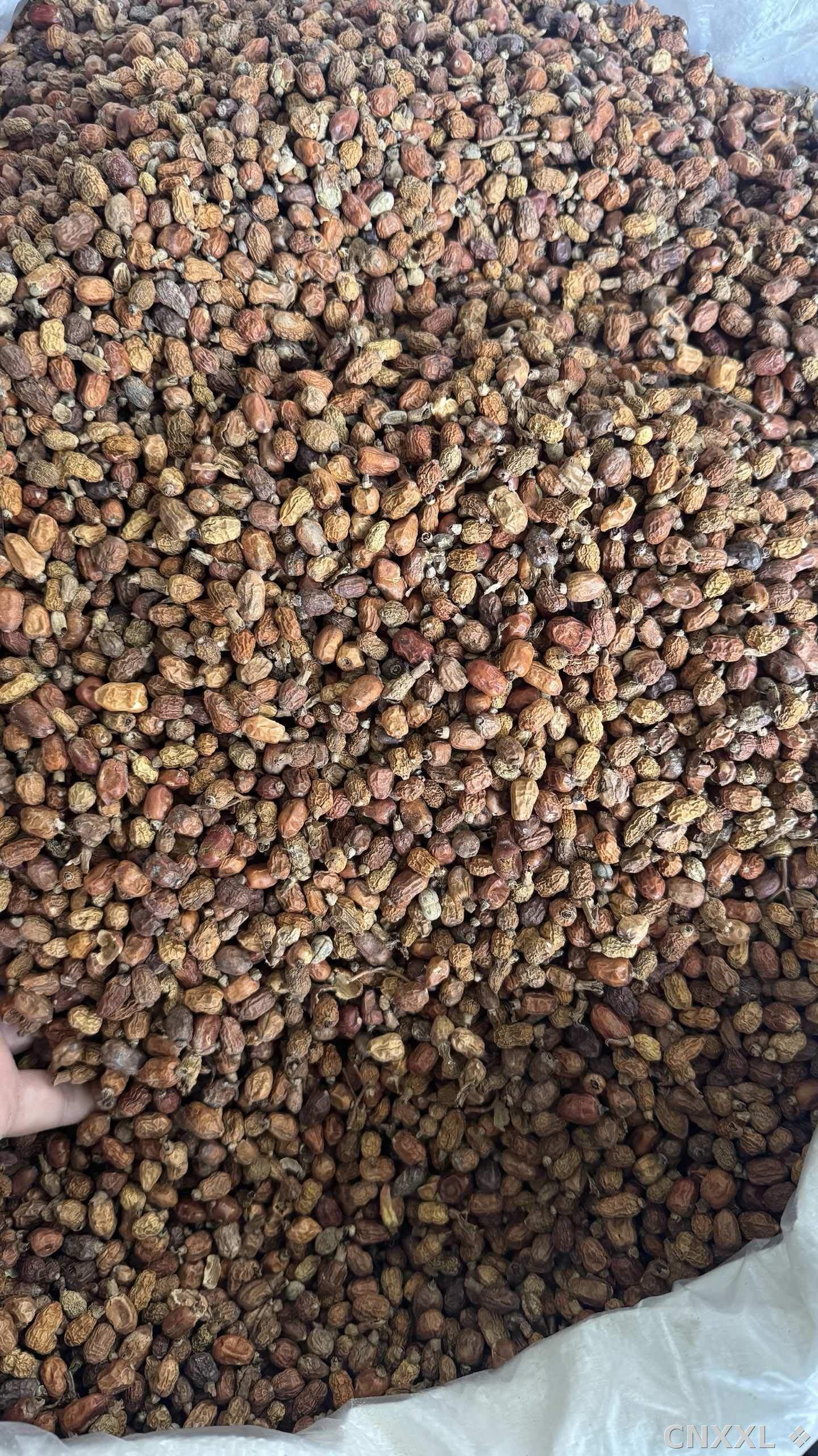 spice_8736_d6f07f97_3.jpg