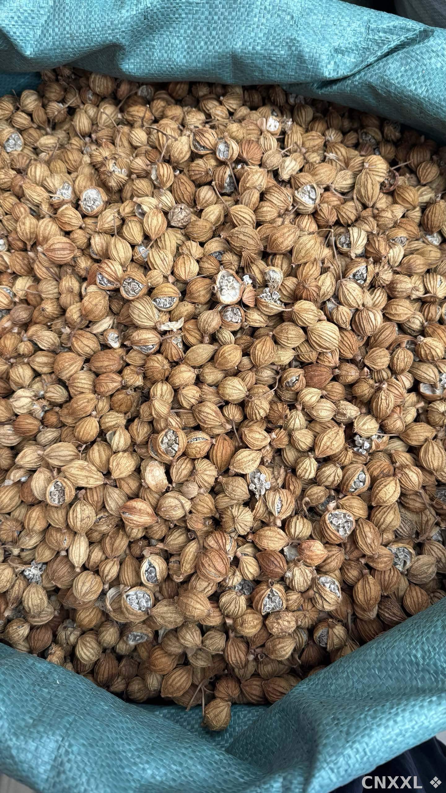 spice_8743_8f8b7d91_3.jpg