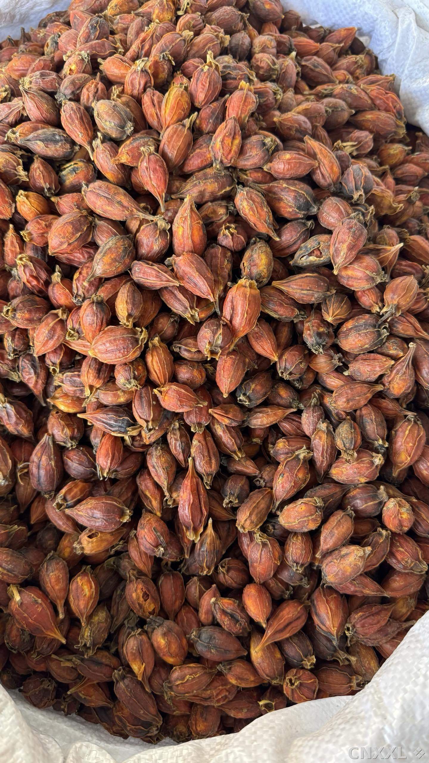 spice_10145_ec74513a_3.jpg