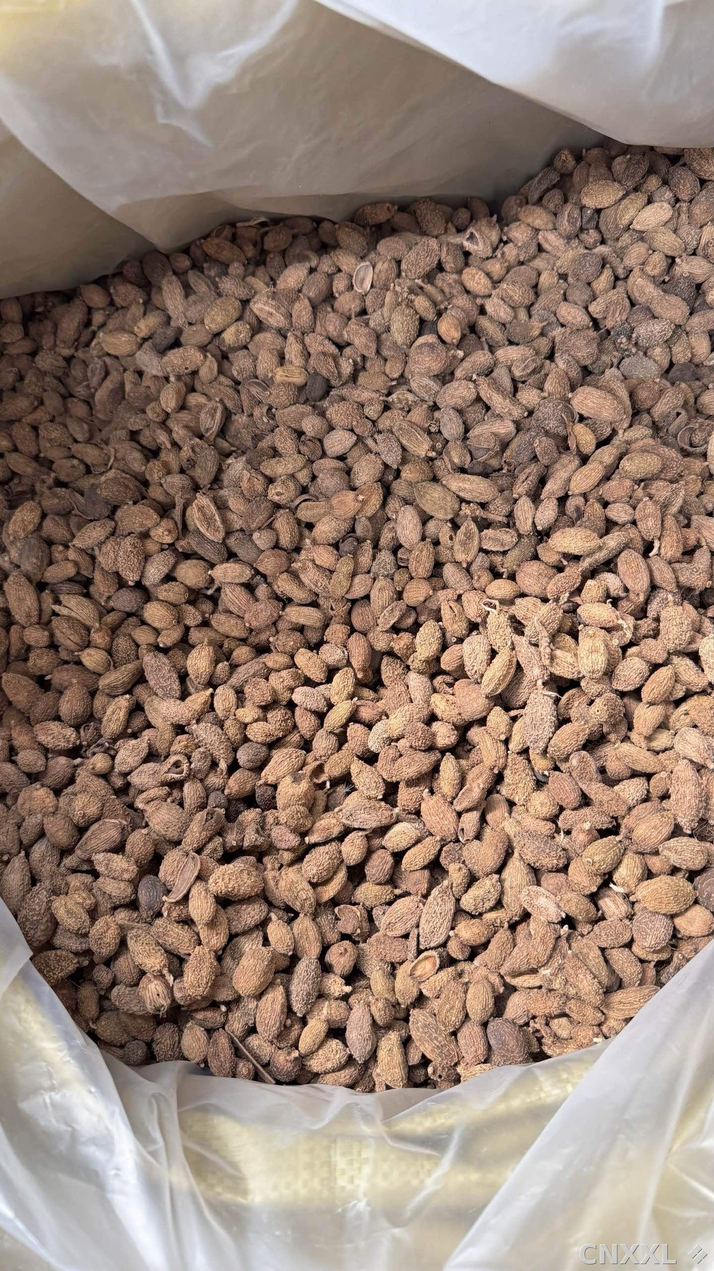 spice_10158_d0052a98_3.jpg