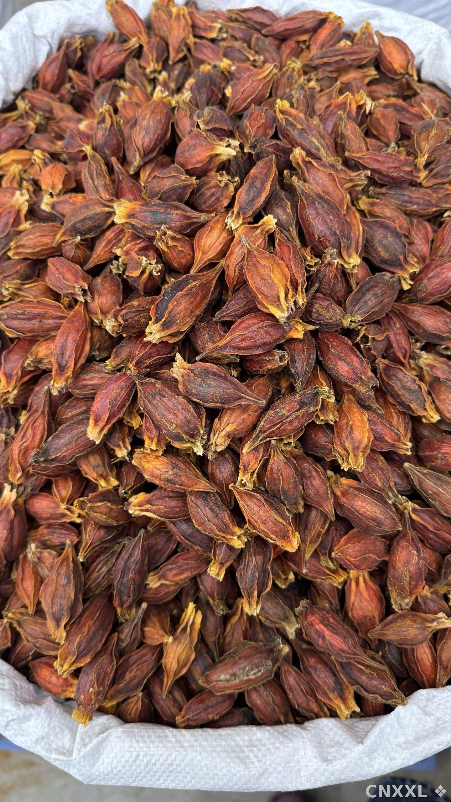 spice_14179_491620cb_3.jpg