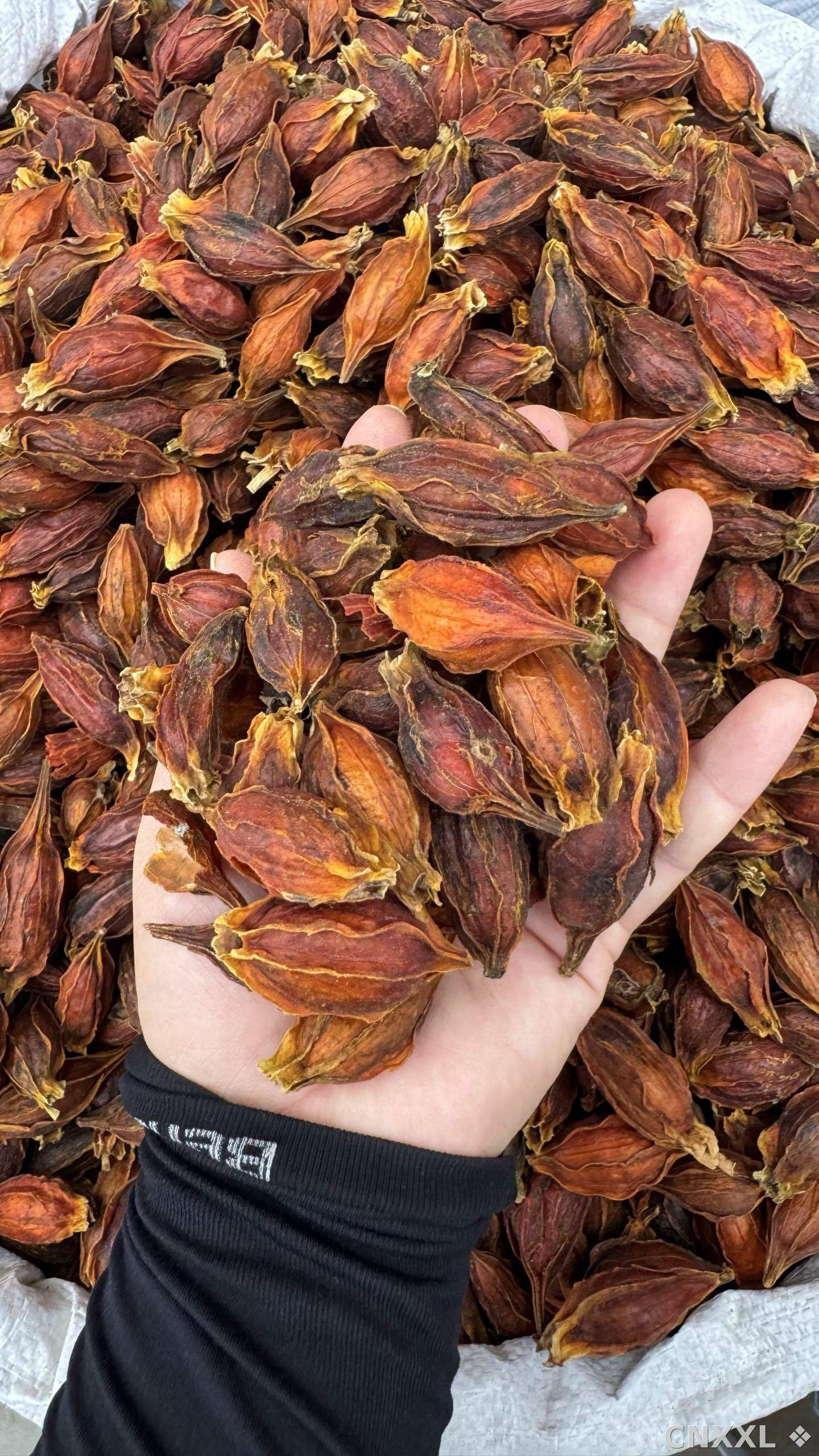 spice_14179_f1ef3ad0_2.jpg