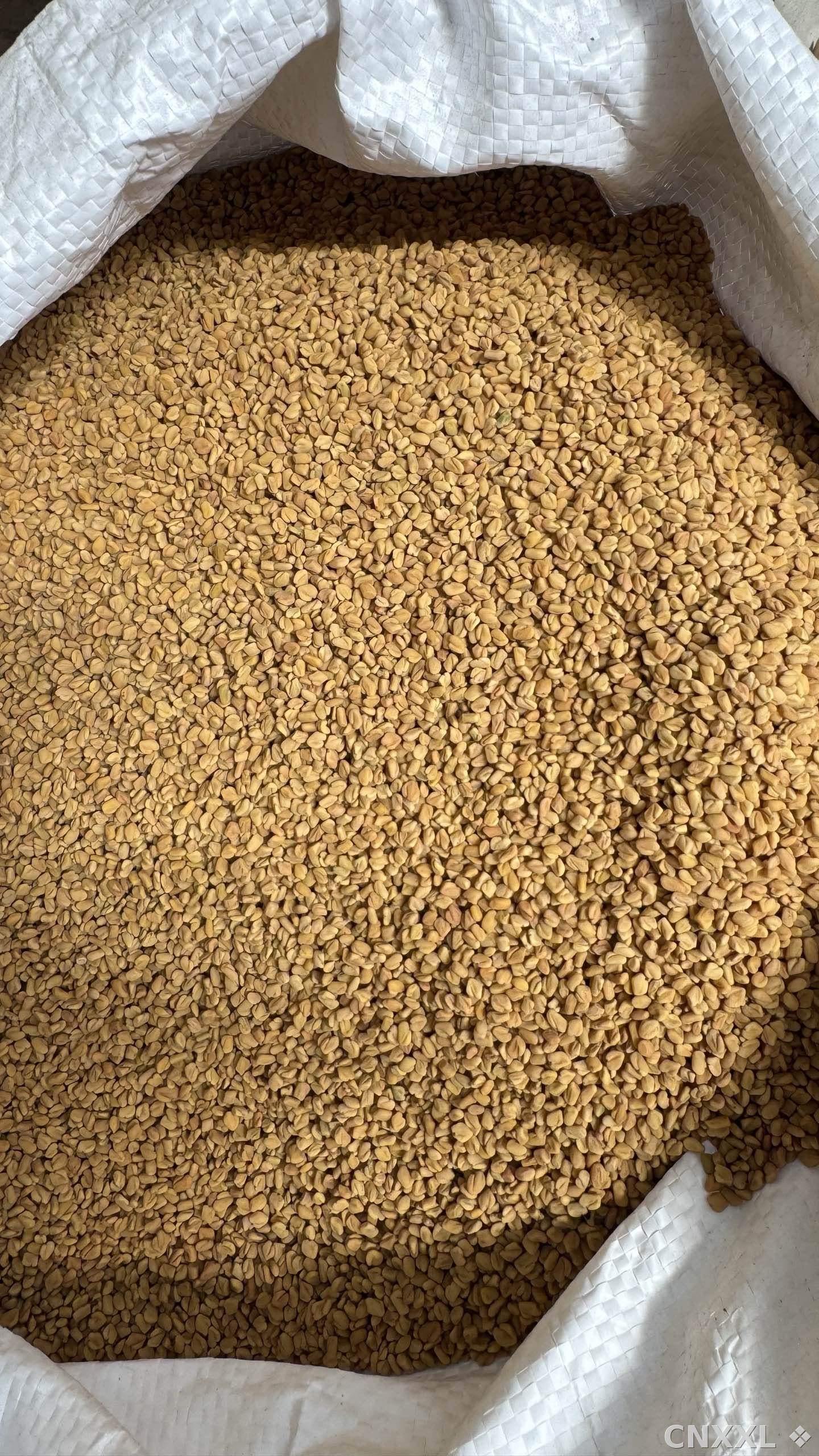 spice_1548516_a8e7db37_3.jpg