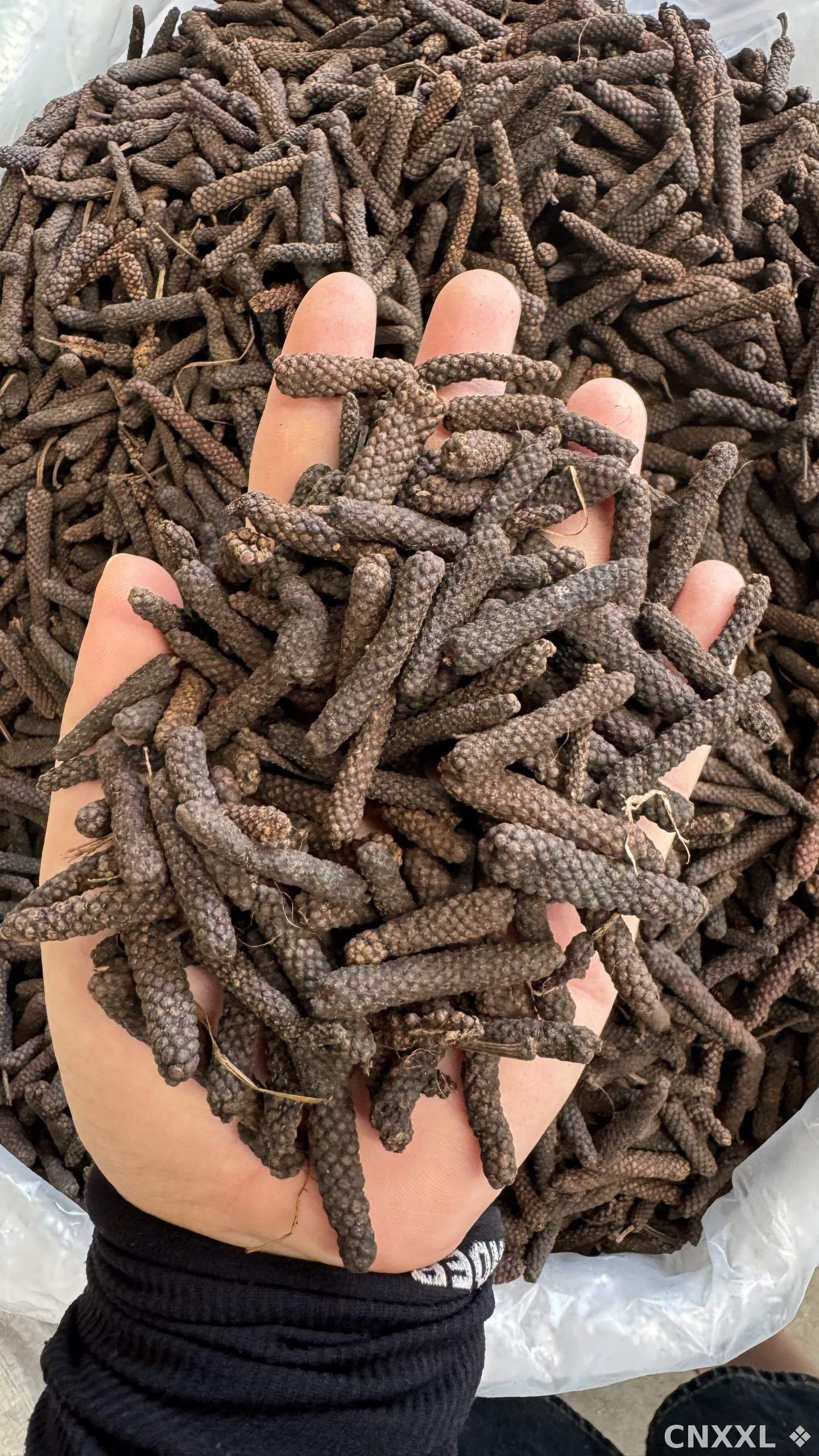 spice_18532_ea45267c_1.jpg
