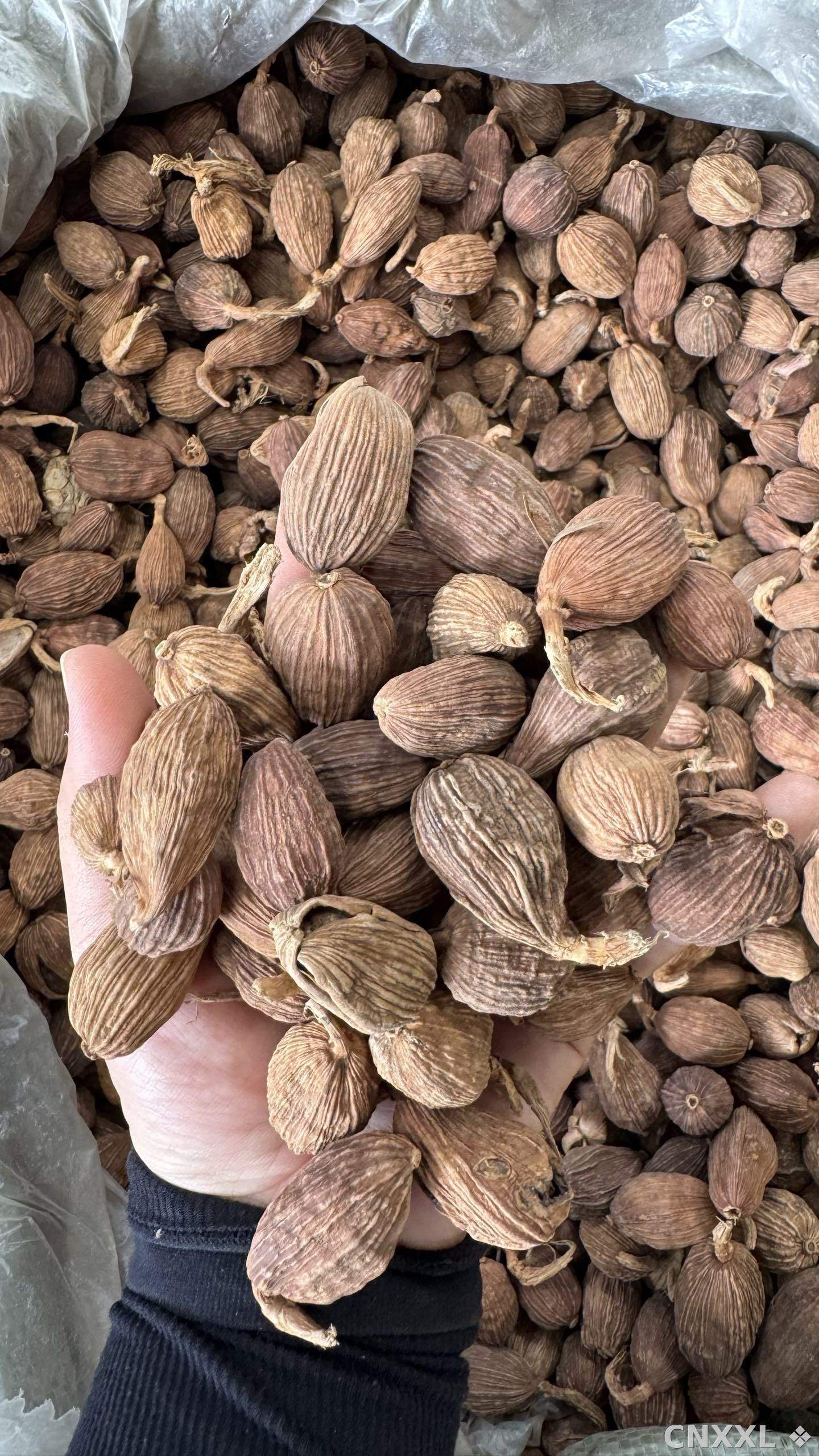 spice_18834_0d7920cf_2.jpg