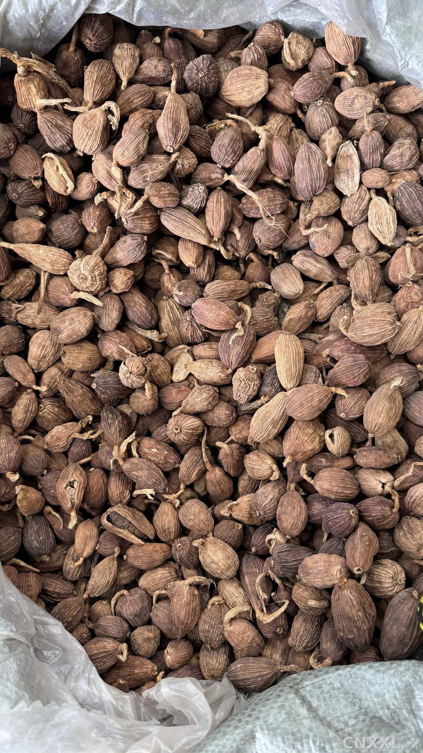 spice_18834_feaa066a_3.jpg