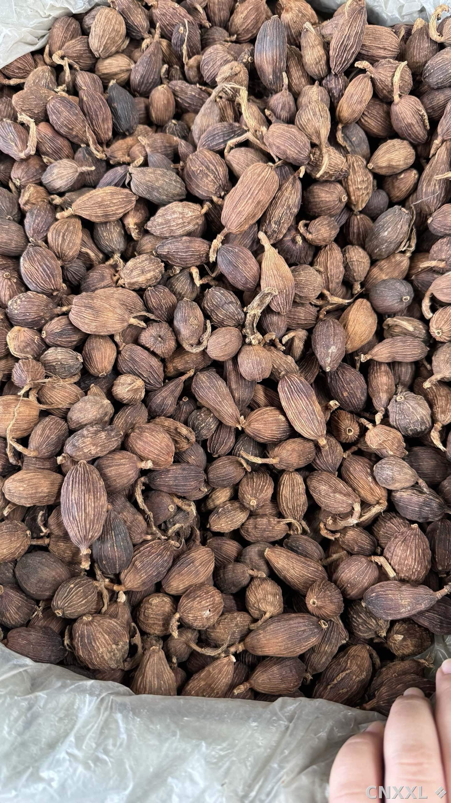 spice_19074_2b5b8a55_2.jpg