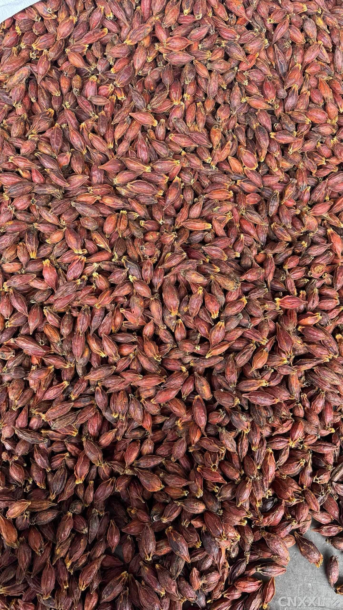 spice_22839_1bcf9f41_3.jpg