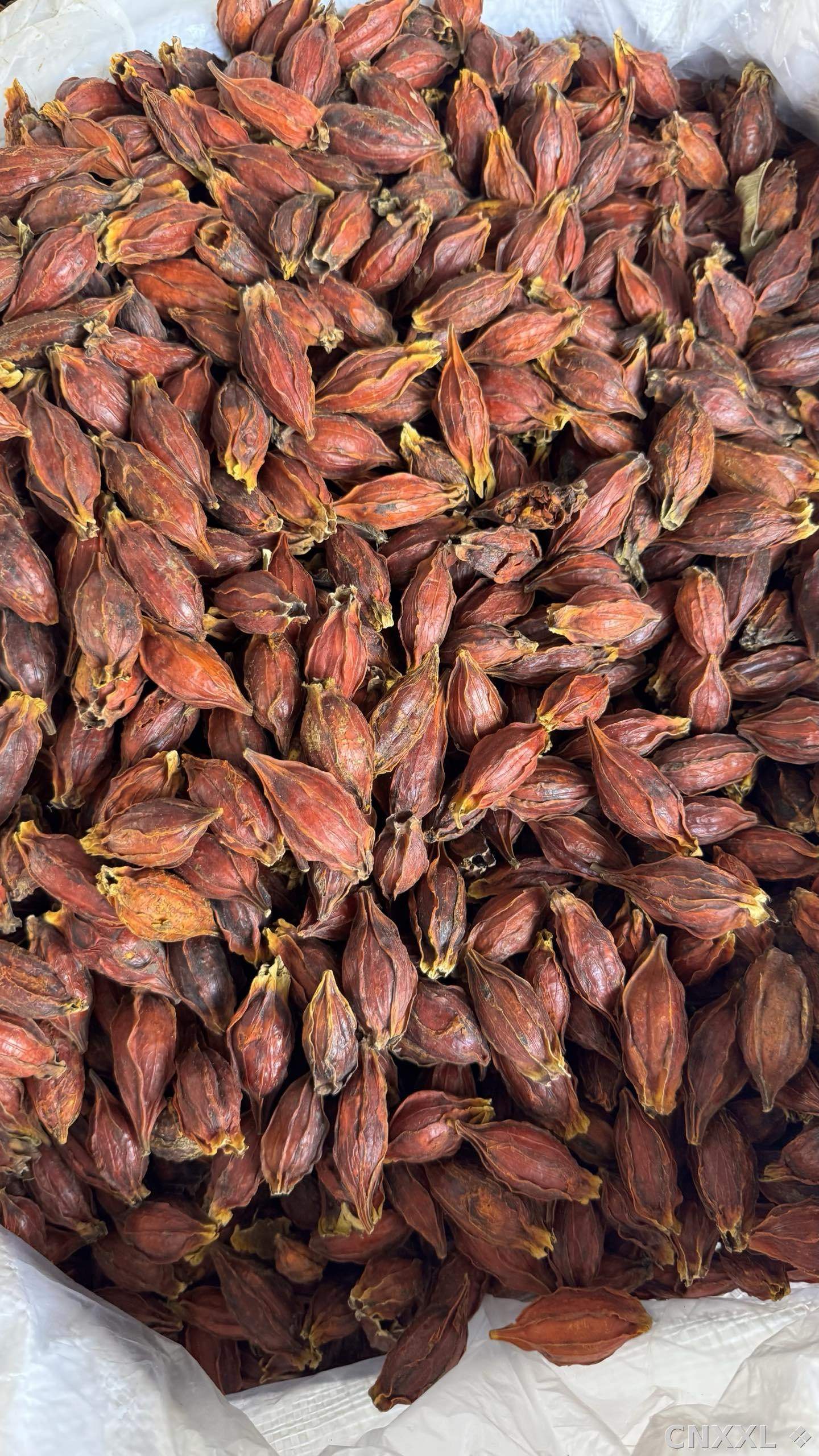 spice_22839_6e73b437_3.jpg