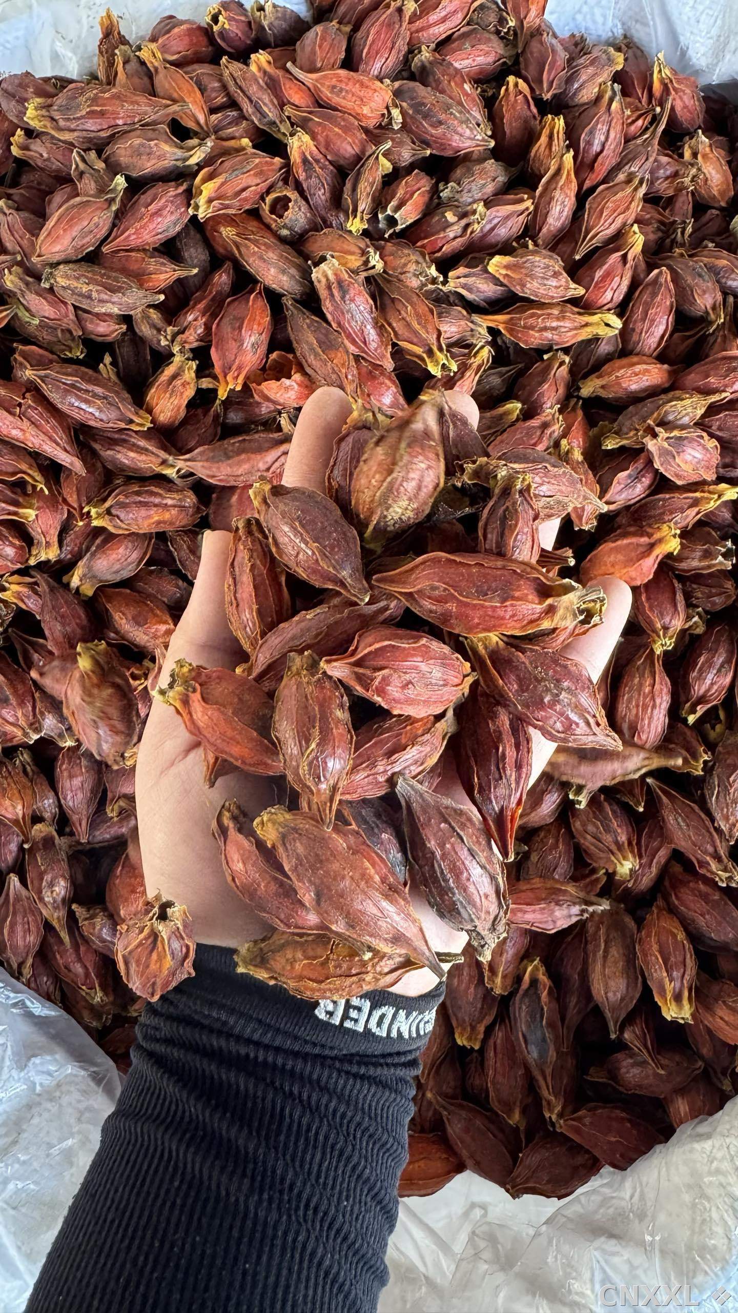 spice_22839_c6c2796a_1.jpg
