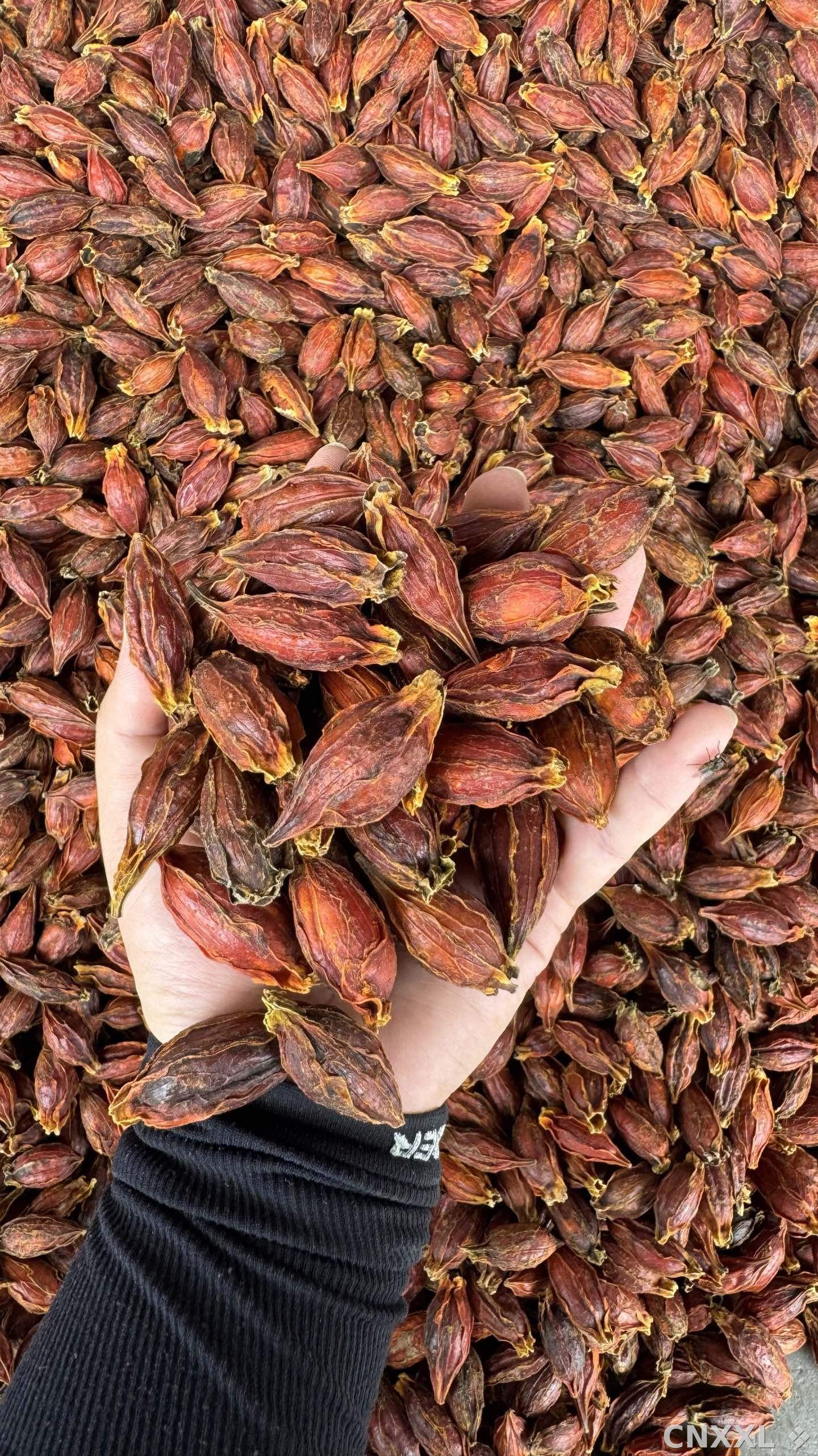 spice_22839_e9c3576b_2.jpg