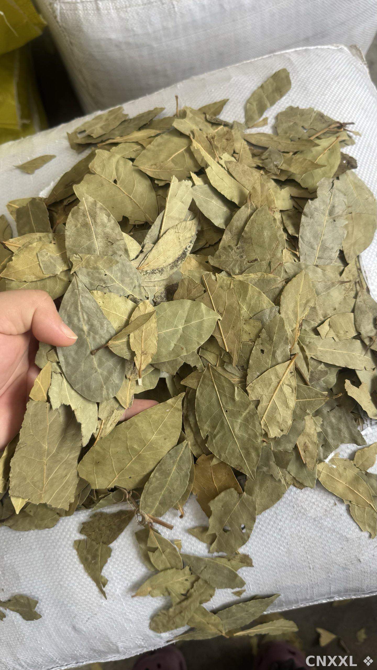 spice_25533_2b11dca8_3.jpg