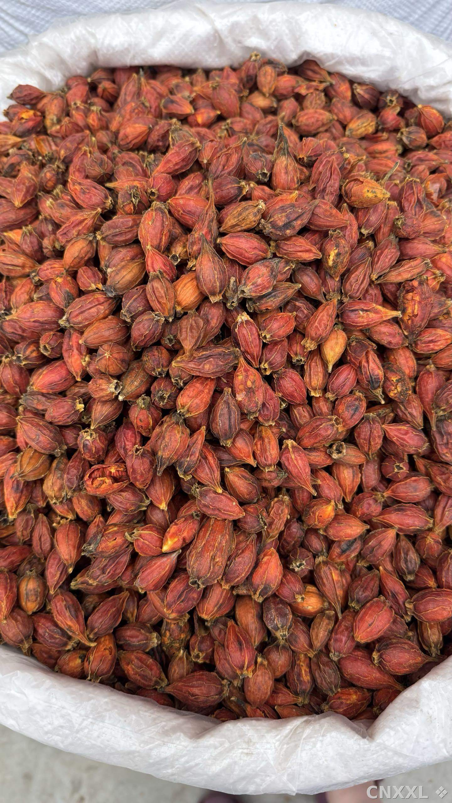 spice_25555_66778ec7_3.jpg