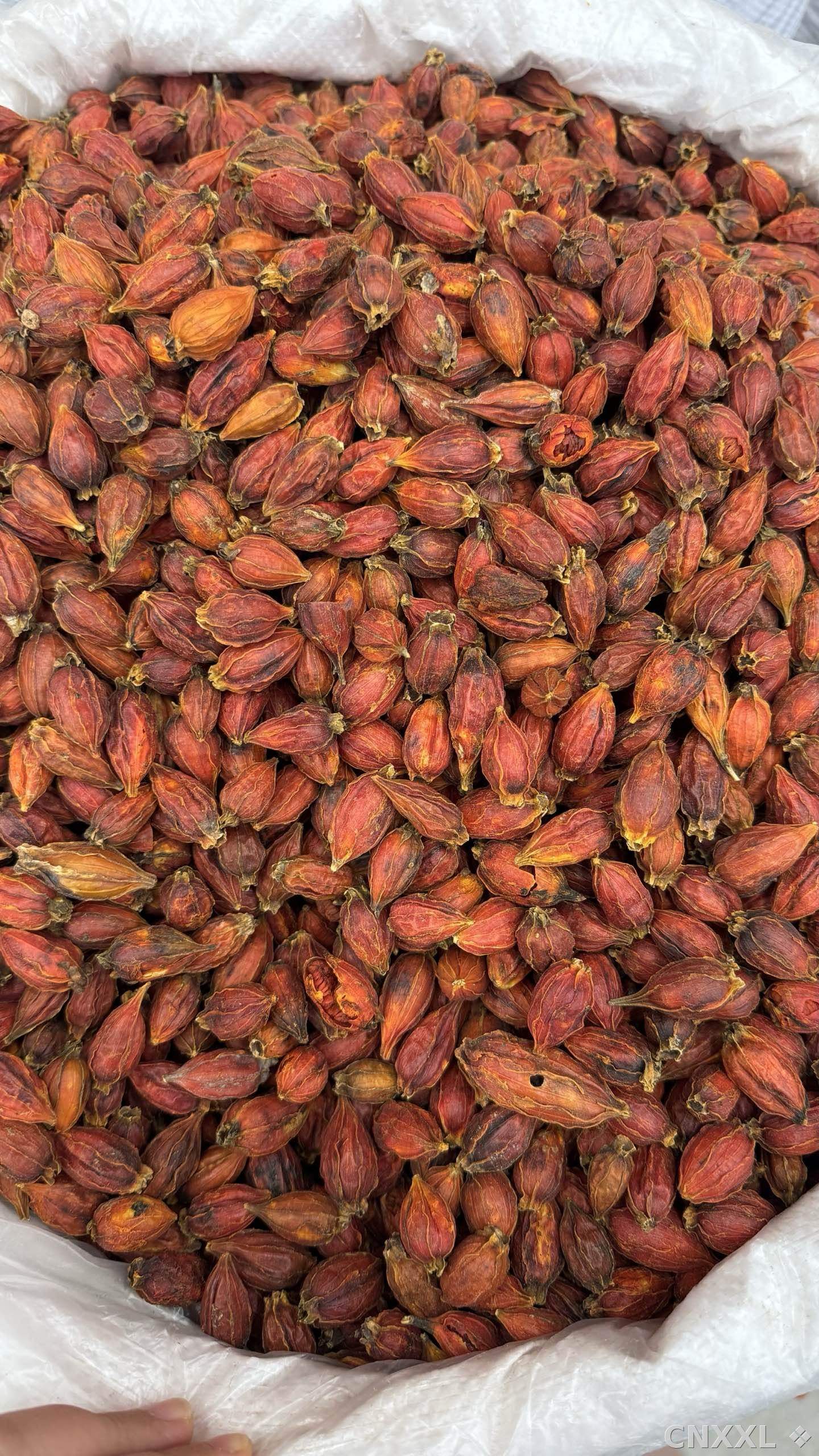 spice_25555_82026ae2_2.jpg