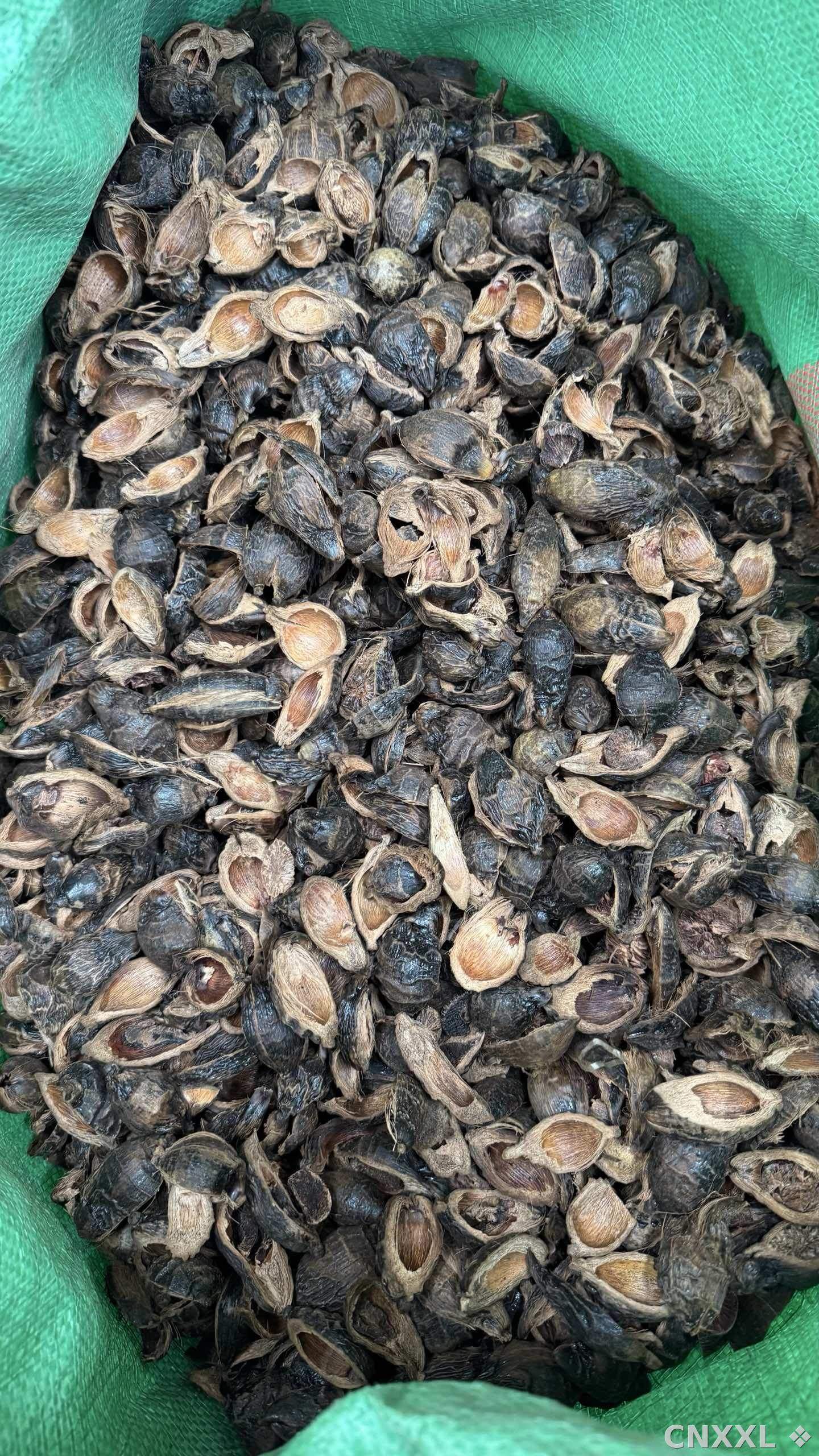 spice_25630_be3c3036_3.jpg