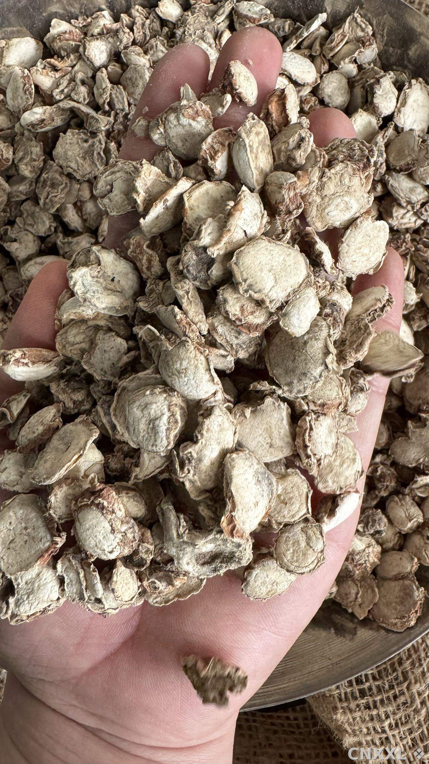 spice_25645_6e5458b0_1.jpg