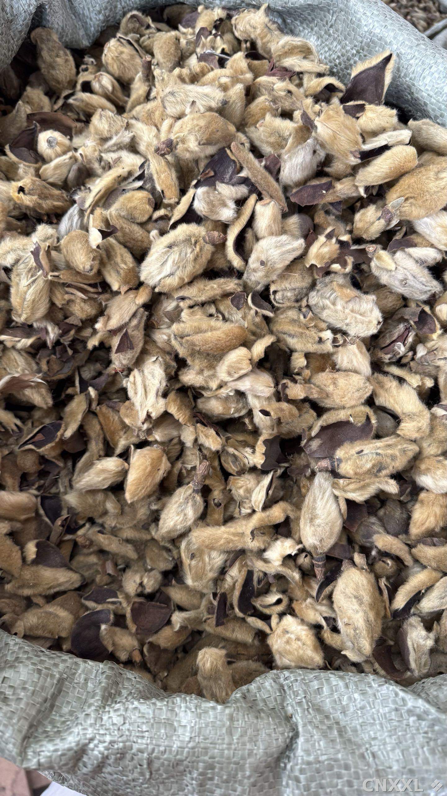 spice_25848_494ca72d_3.jpg