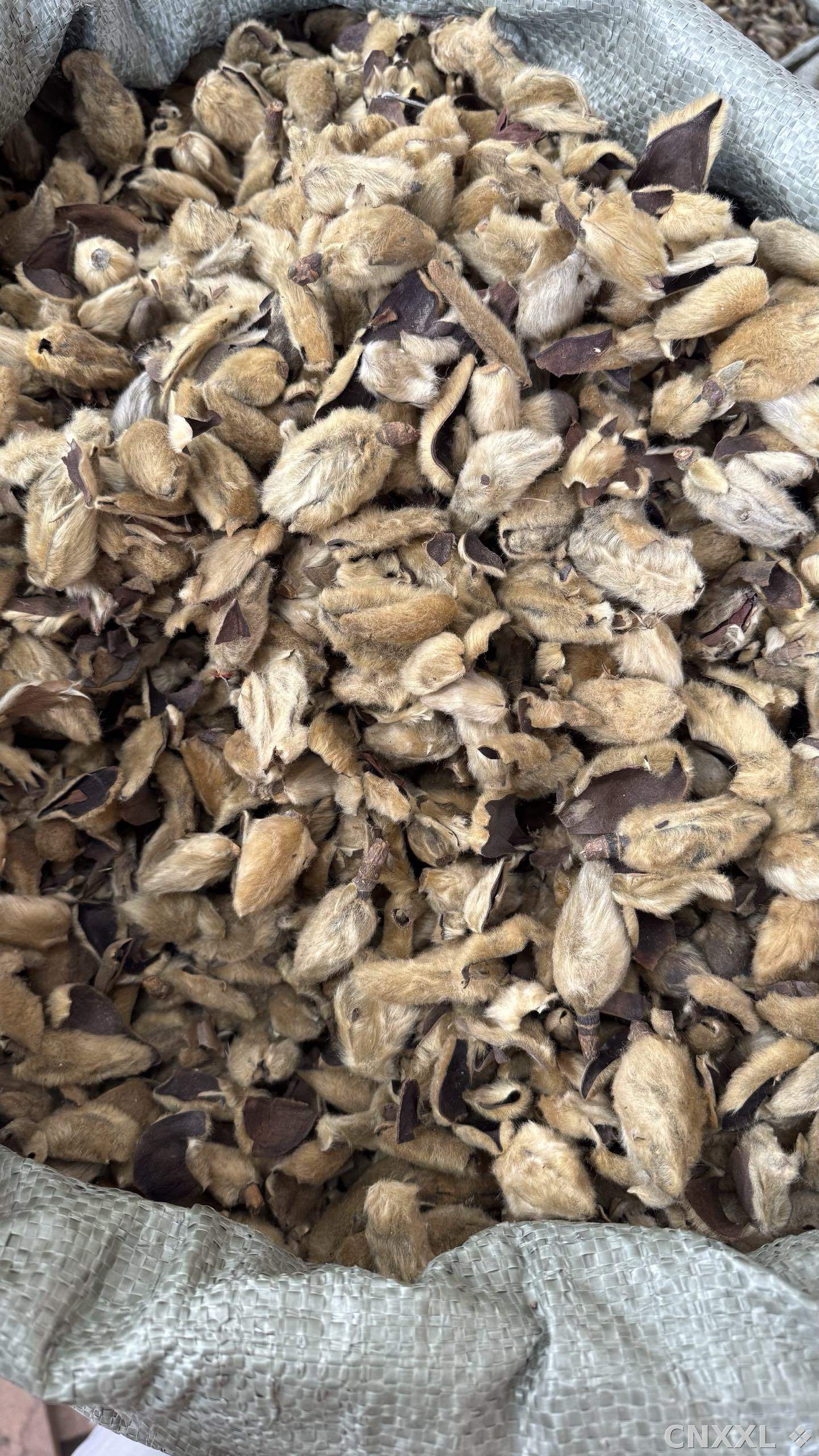 spice_25848_4aab4e85_2.jpg