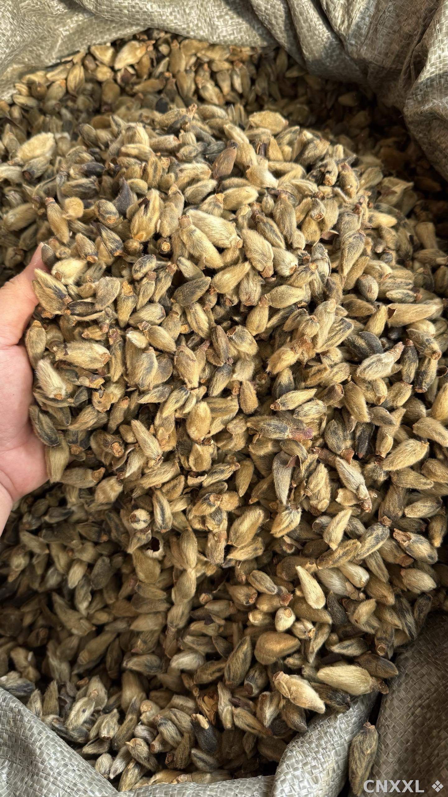 spice_25897_9b749f67_3.jpg