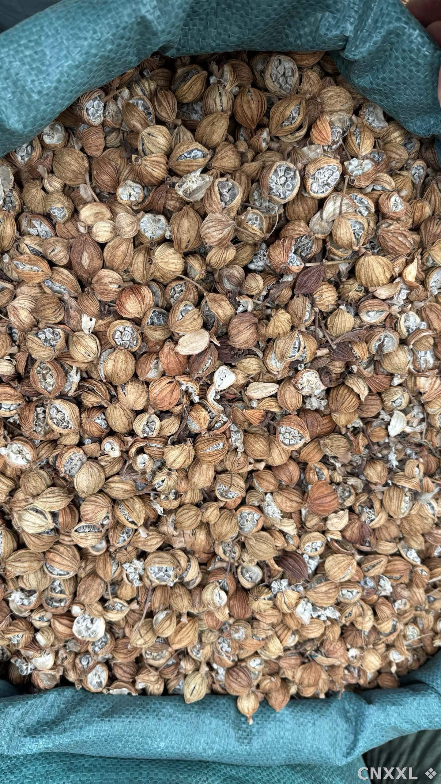 spice_2870196_1ec573be_3.jpg