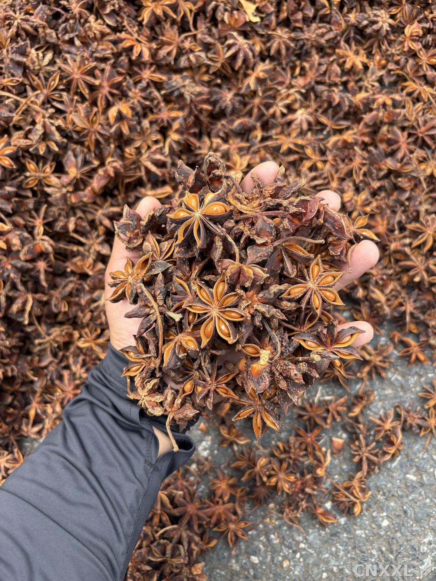 spice_4776483_0482f347_1.jpg