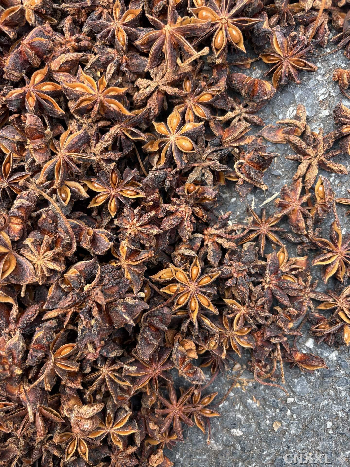 spice_4776483_bef219e5_3.jpg