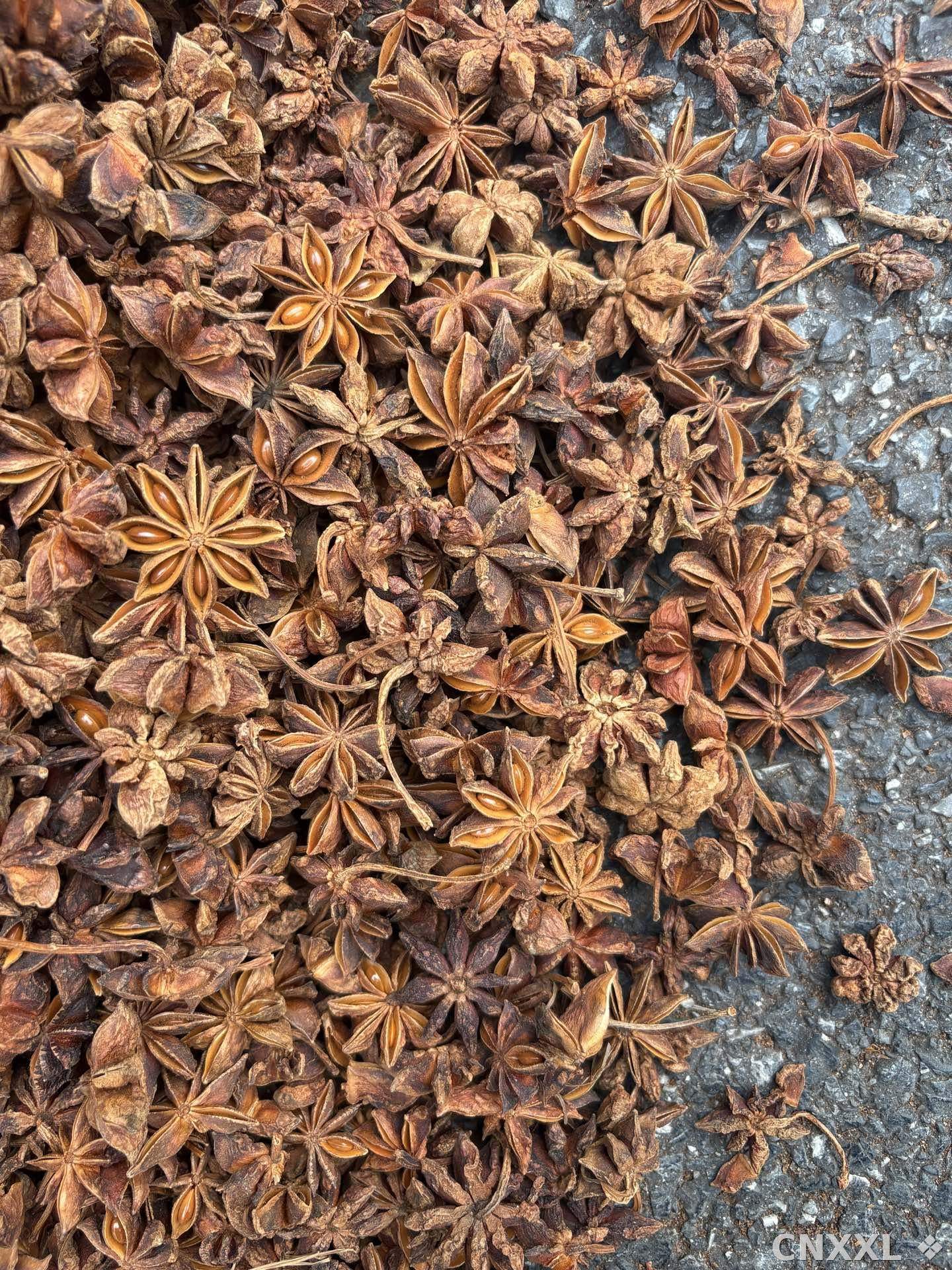 spice_5185624_f5eeafcc_3.jpg
