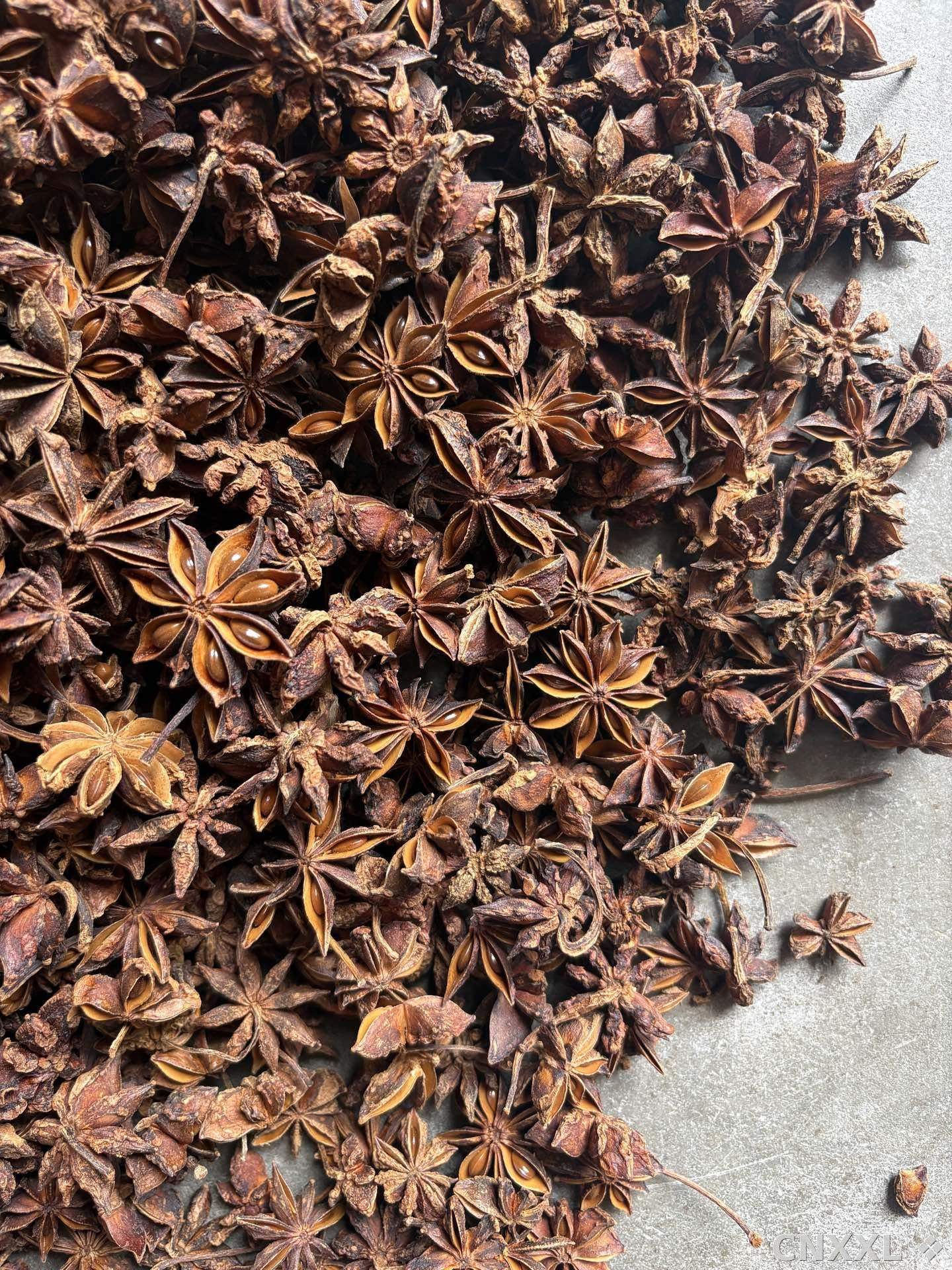 spice_5185629_32defedb_3.jpg