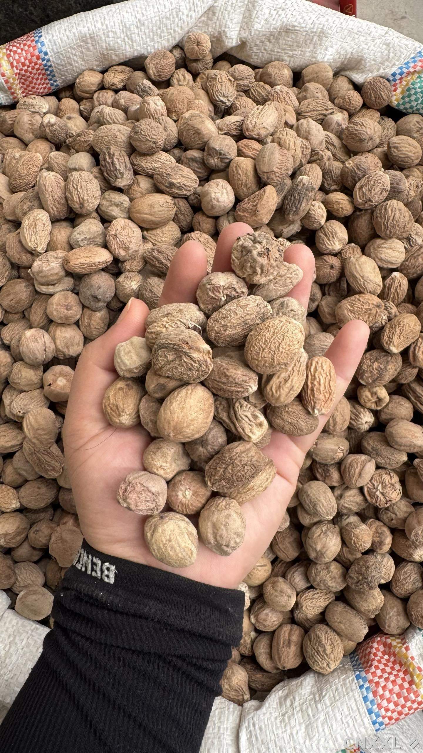 spice_5298552_6fa232cf_1.jpg