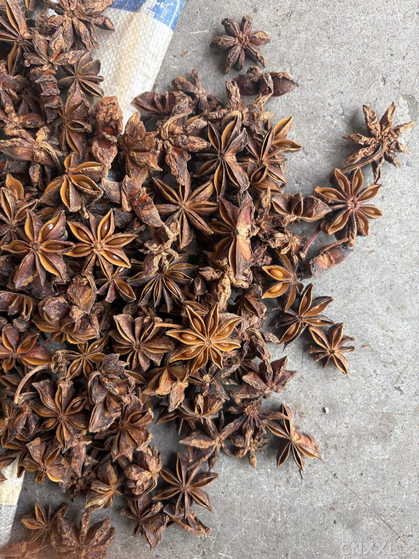 spice_5303694_fad38808_3.jpg