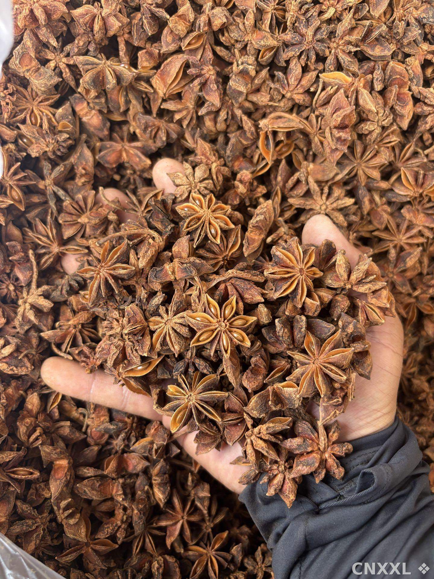 spice_5344813_0f77ffea_2.jpg
